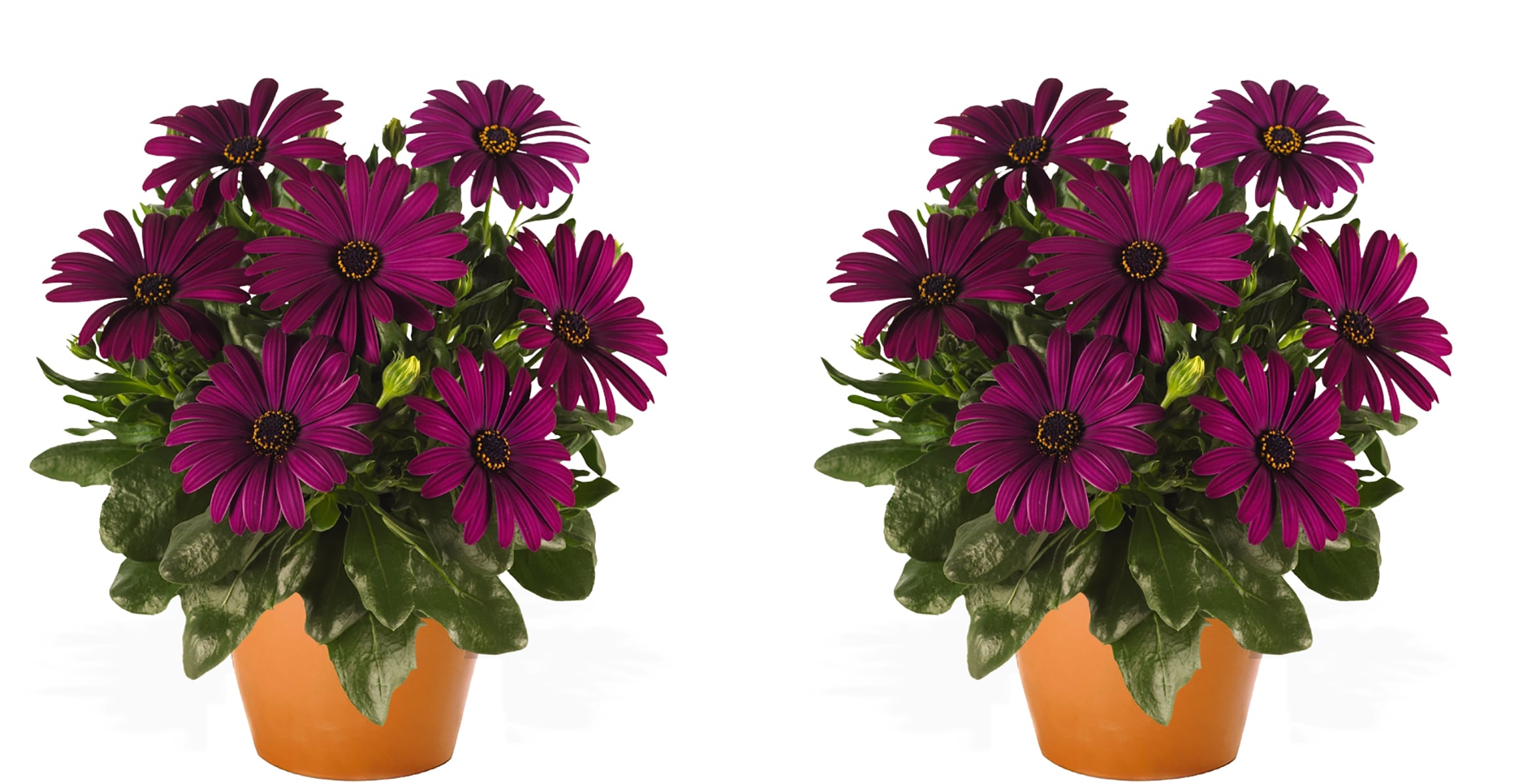  2850 Purple Osteospermum in 2.5 Quart(s) Pot