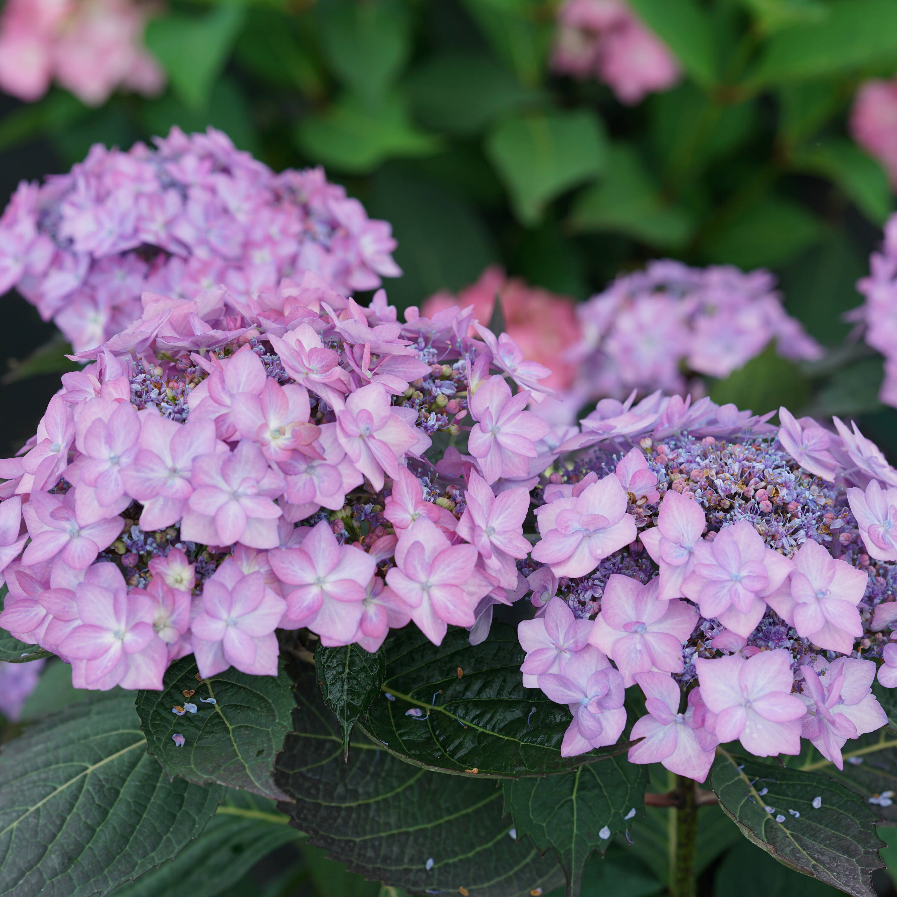 Proven Winners Pink Let's Dance Can Do Reblooming Hydrangea (serrata ...