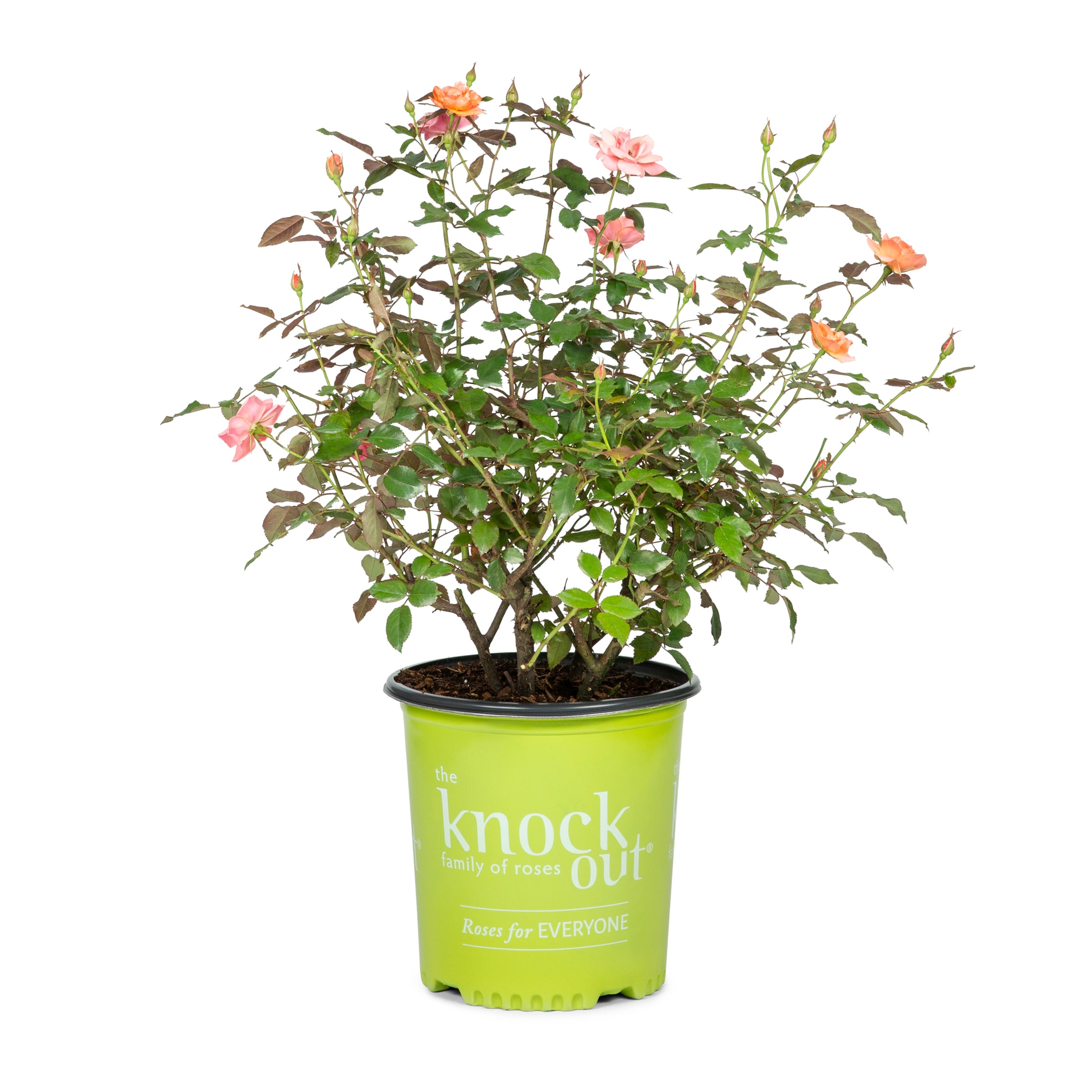 Lowe's NURSERY Coral Rose Flowering Shrub in 2 -Gallon Pot with Coral Blooms