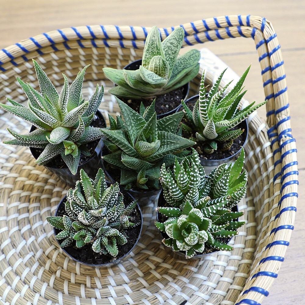 Dare Nedgang fødsel Altman Plants 4-Pack Low Light Succulents Haworthia Gasteria Aloe in 4-oz  Pot in the Succulents department at Lowes.com