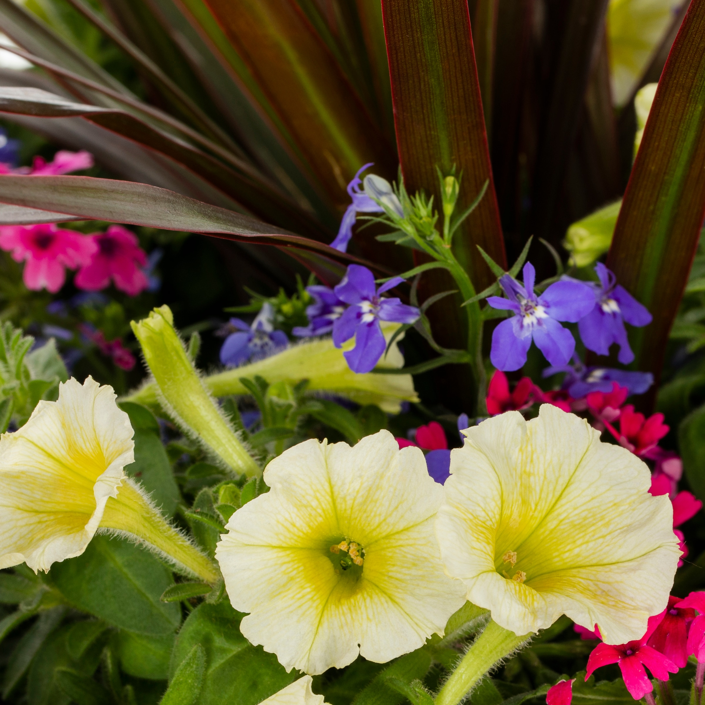 Lowe's 1527928 annuals - View #3