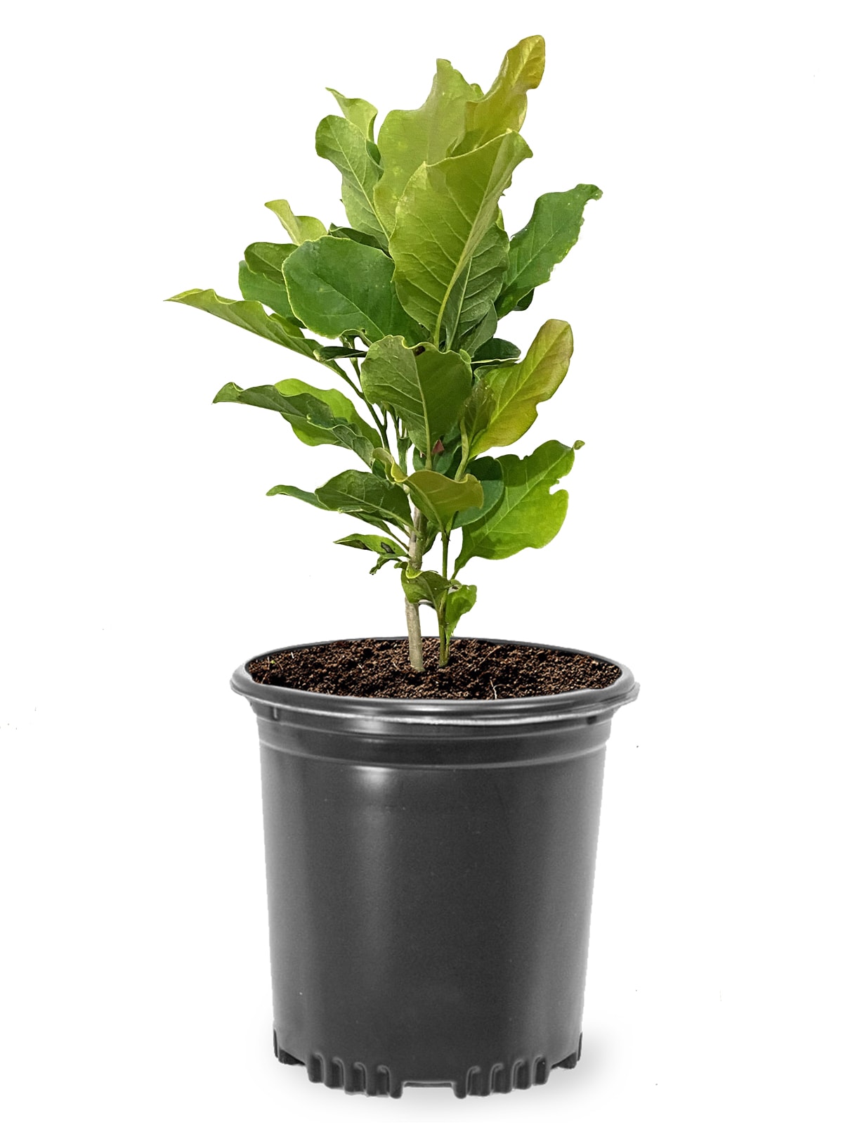 Southern Planters MAGANN01G 1 -Gallon Pink Flowering Ann Japanese Magnolia In pot (with soil)