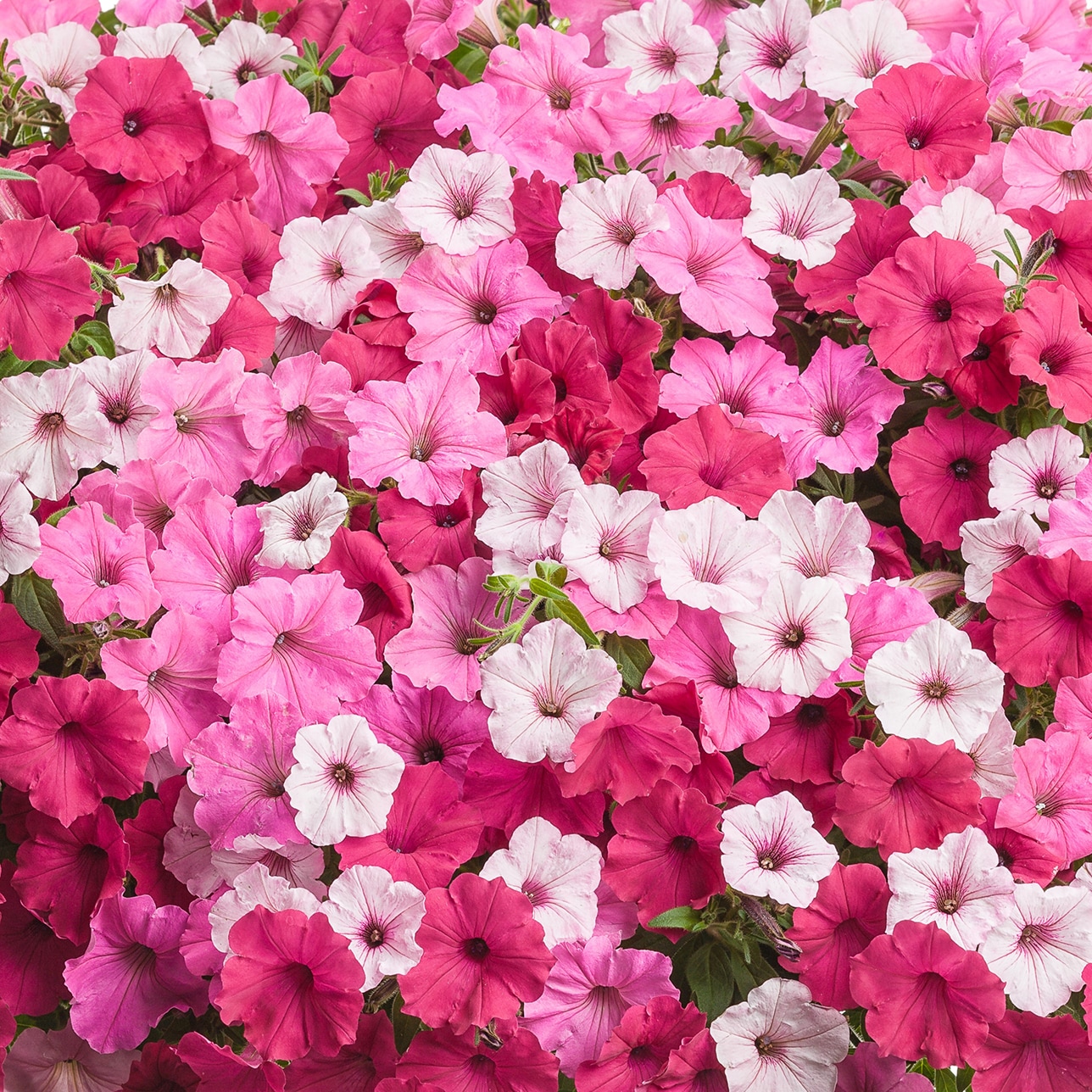 Proven Winners COMOOO0456106 annuals - View #2