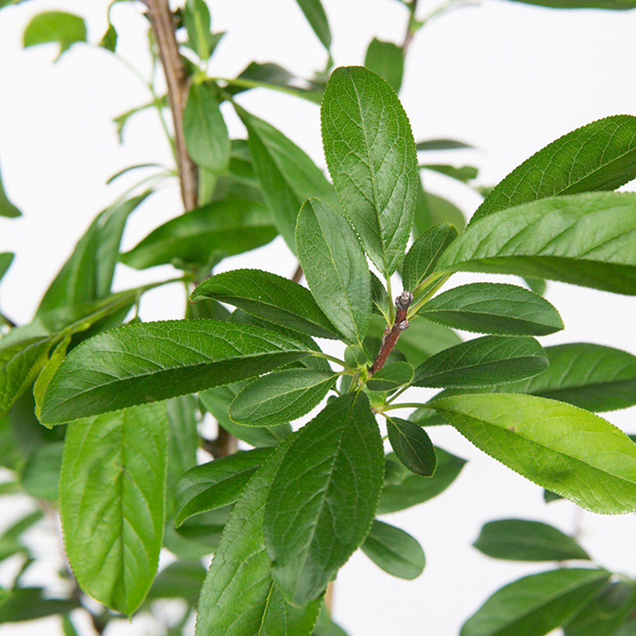 Perfect Plants LOGOLDPLUM3G trees - View #4