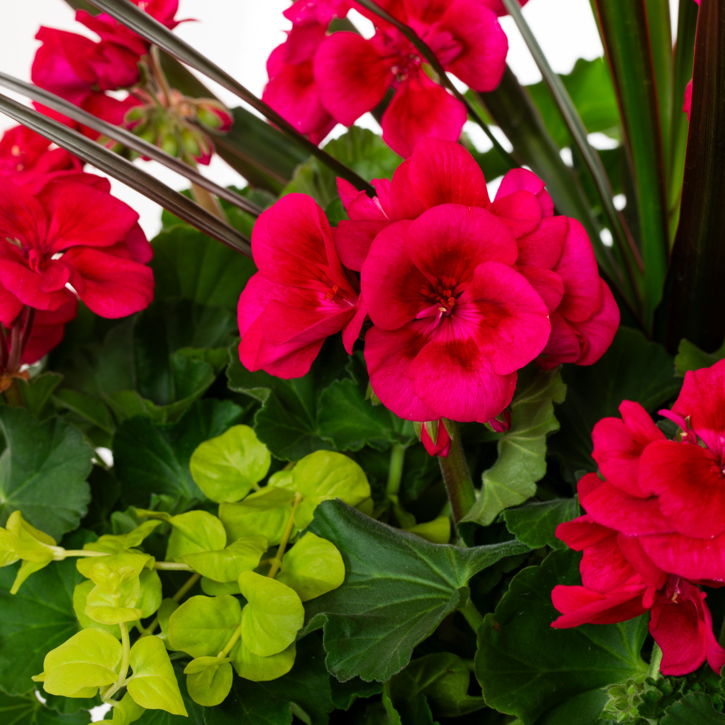 Mixed Annuals Combo 630 Plants, Bulbs & Seeds at Lowes.com