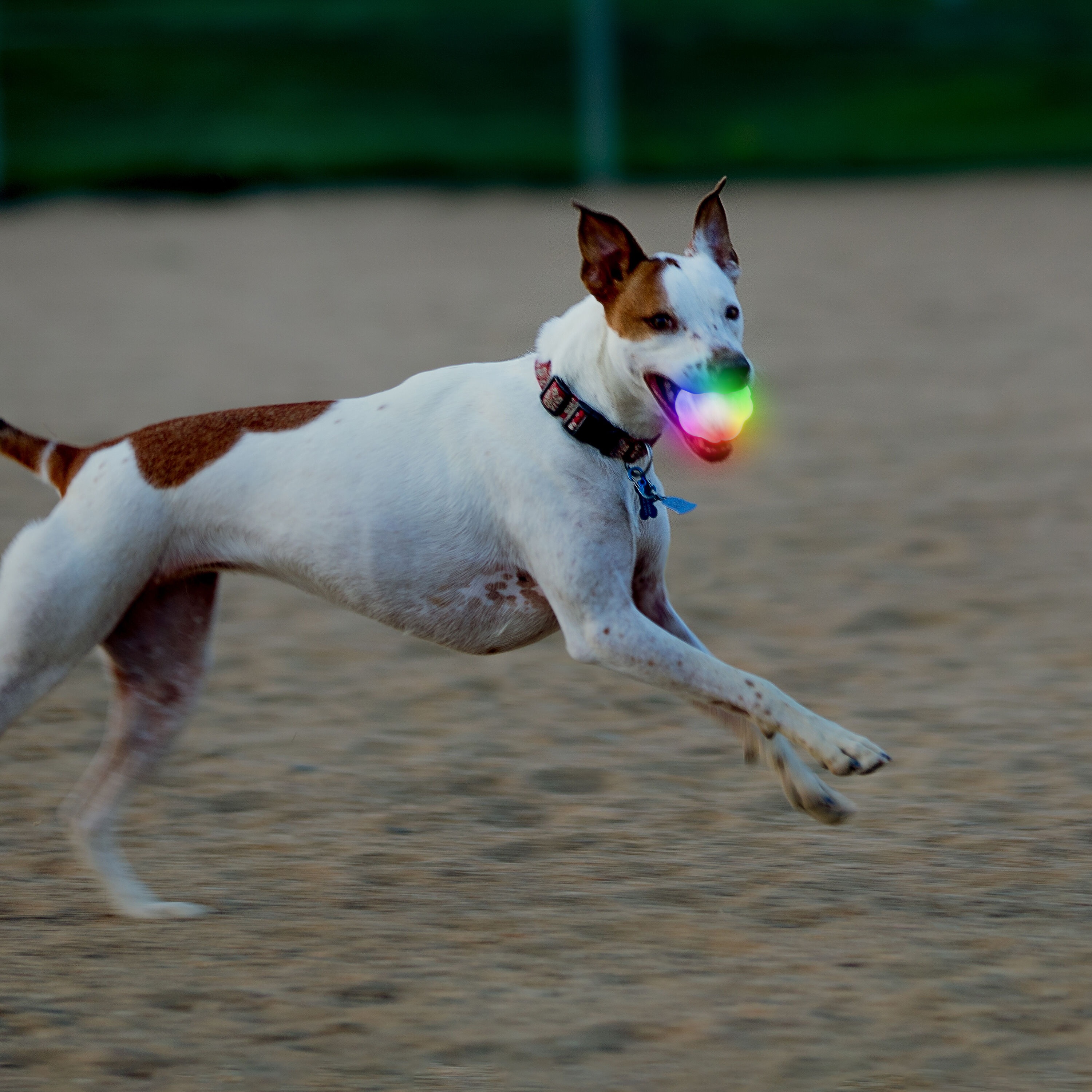 Nite Ize GlowStreak Wild TPR Rubber Dog Toy in the Pet Toys department at