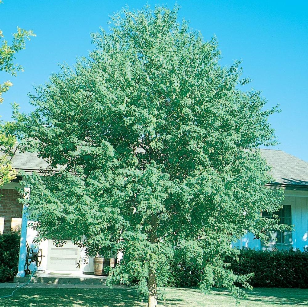 3 58 Gallon Yellow Chinese Tallow Tree Shade Tree In Pot L1414 In The   05013851 