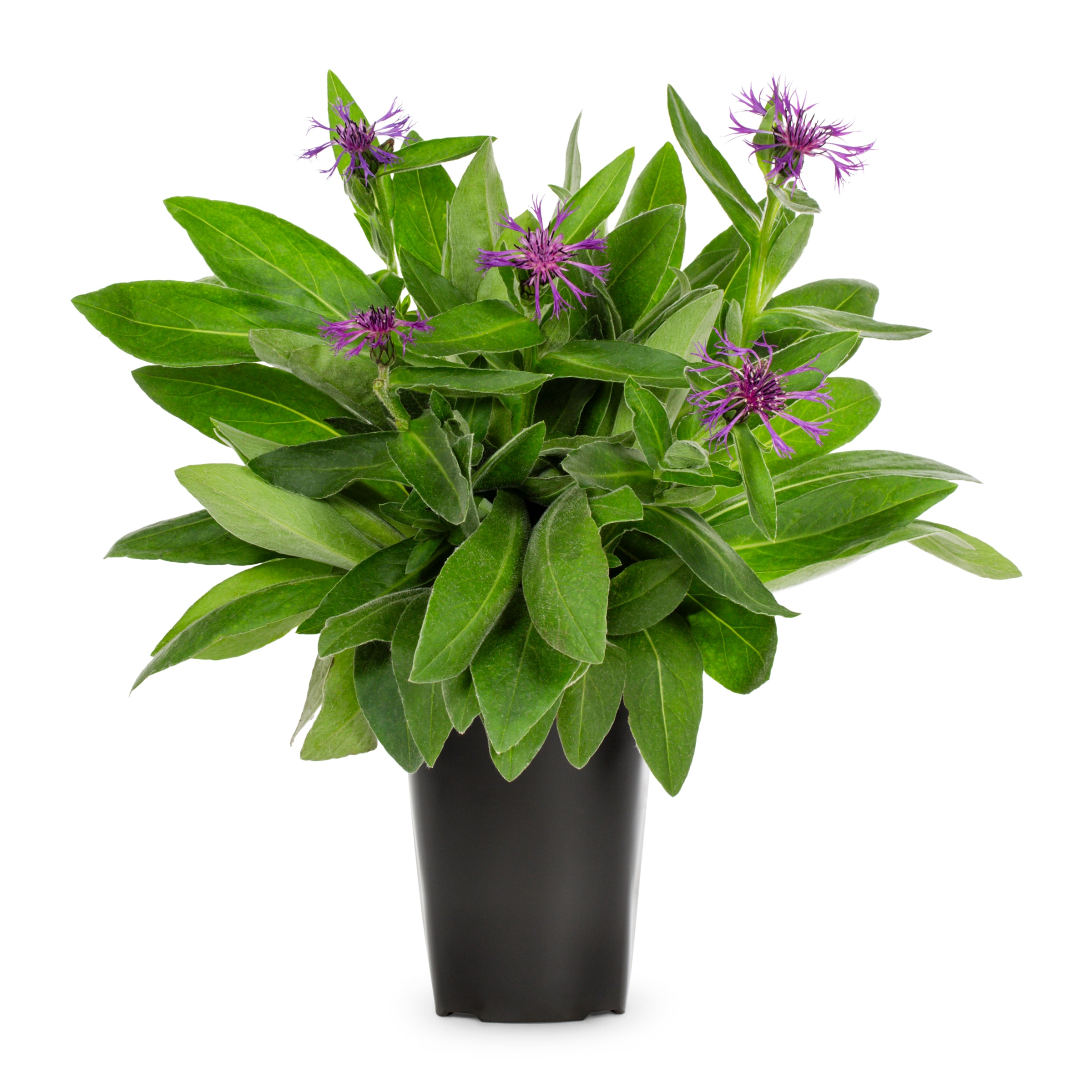 Lowe's 600609 Multicolor Cornflower in 1 Pint Pot 1 -Pack