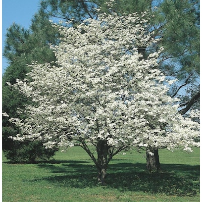 9-Gallon White Flowering White Dogwood In Pot (With Soil) in the Trees  department at Lowes.com