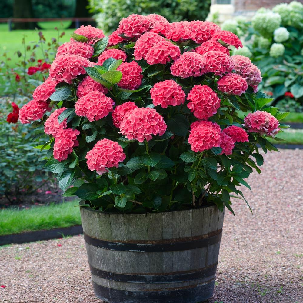 Brighter Blooms 15467 shrubs - View #2