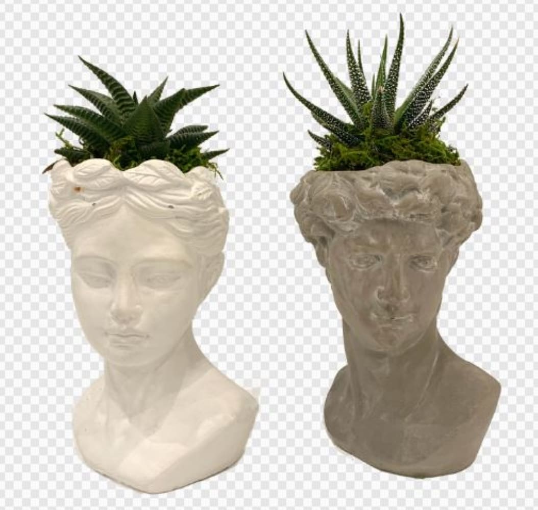 LiveTrends ASB01121 SUCCULENT WHEN IN ROME House plant in 2.03 Ounce(s) Pot 1.0 -Pack