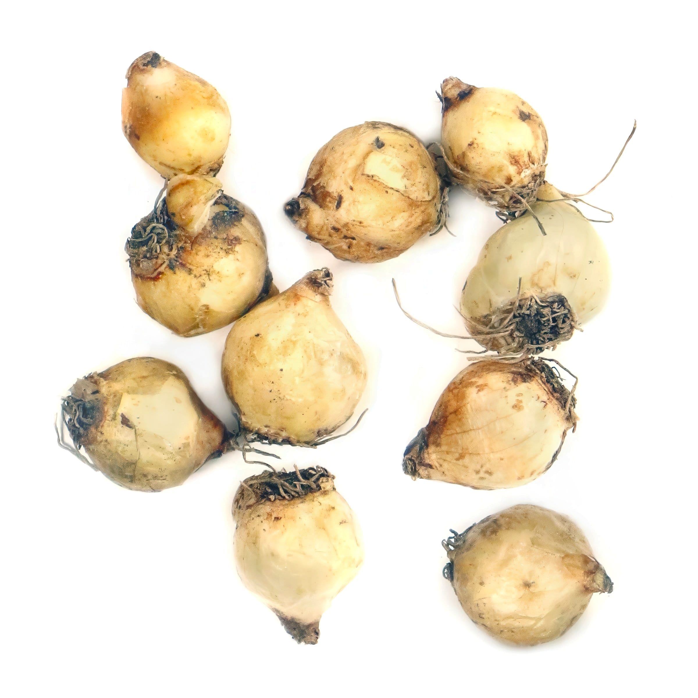 National Plant Network LW3137 Blue Muscari Armeniacum Bulbs Bulbs 20 Count