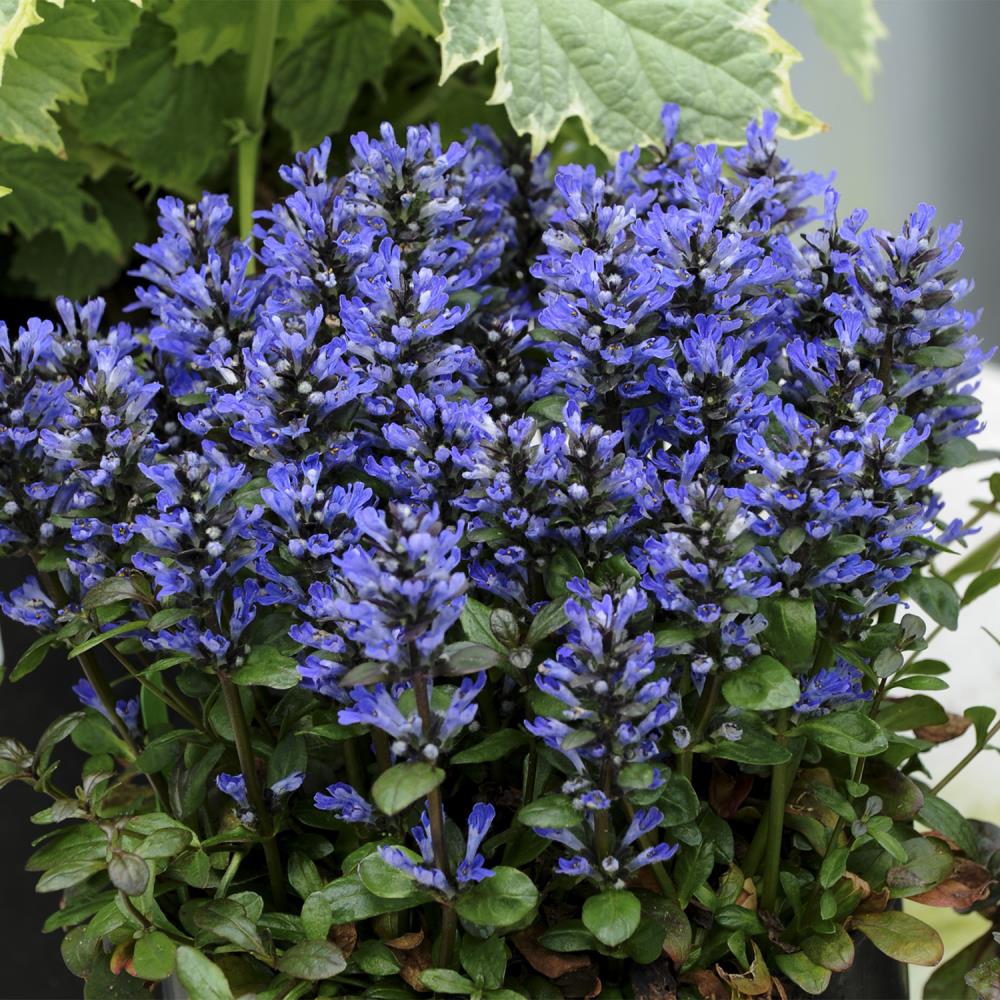 Spring Hill Nurseries 80449 Blueberry Muffin Ajuga Groundcover in Bareroot