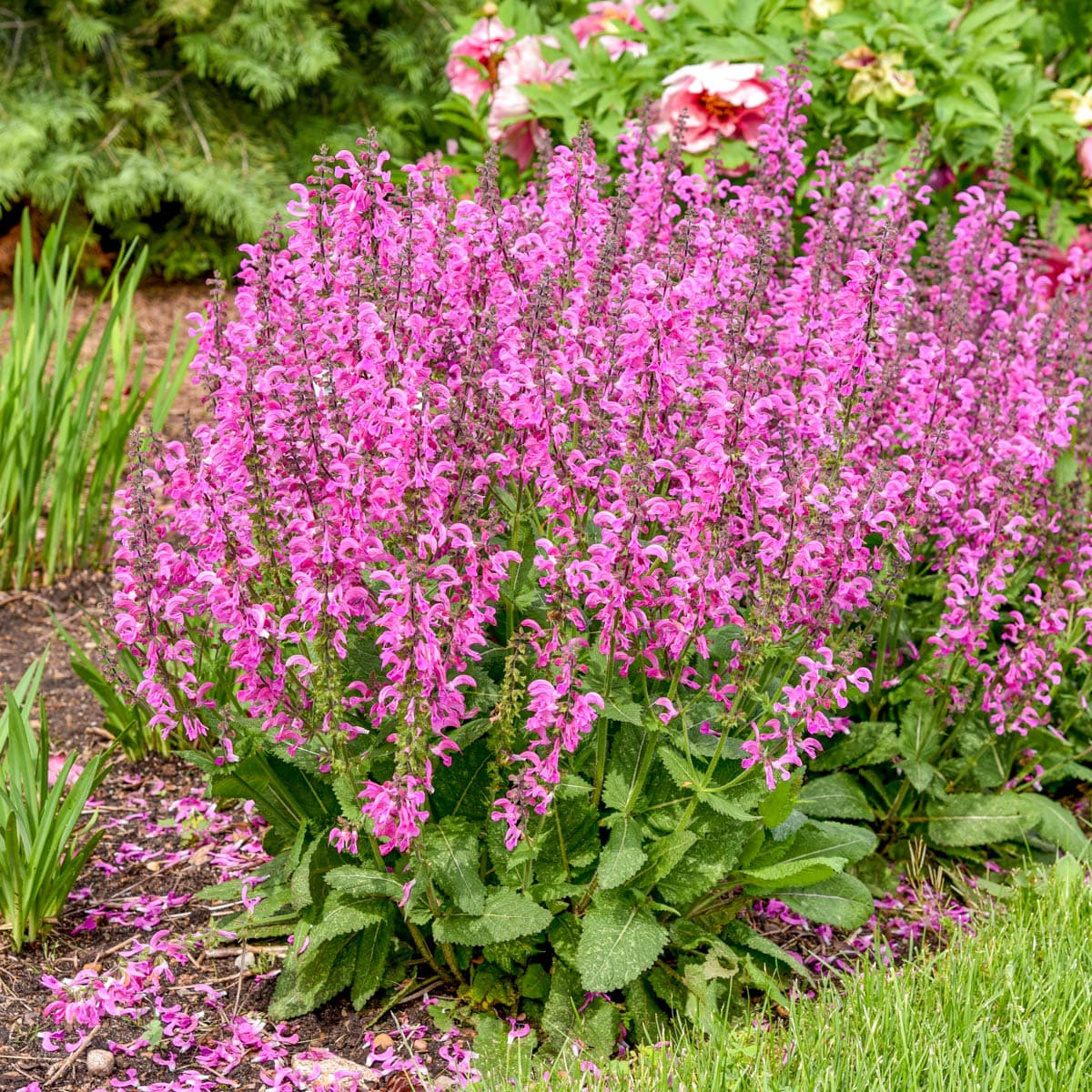 Spring Hill Nurseries 94613 perennials - View #2