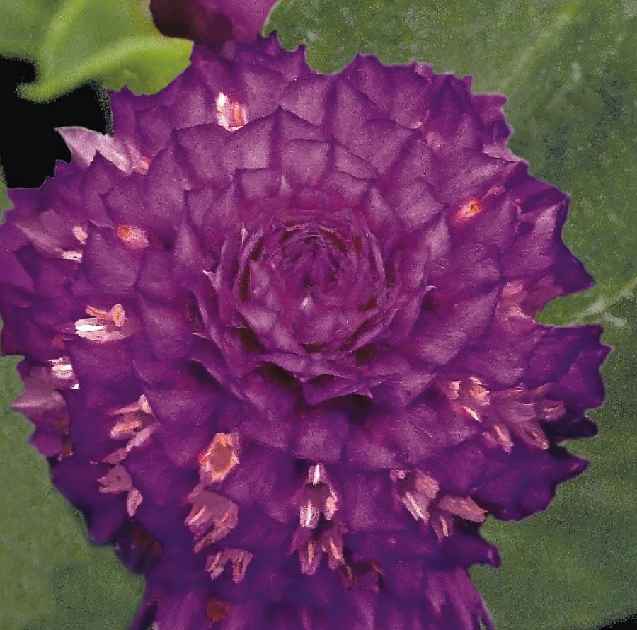 Lowe's NURSERY Purple Buddy Purple Gomphrena Plant in 1 -Quart Pot