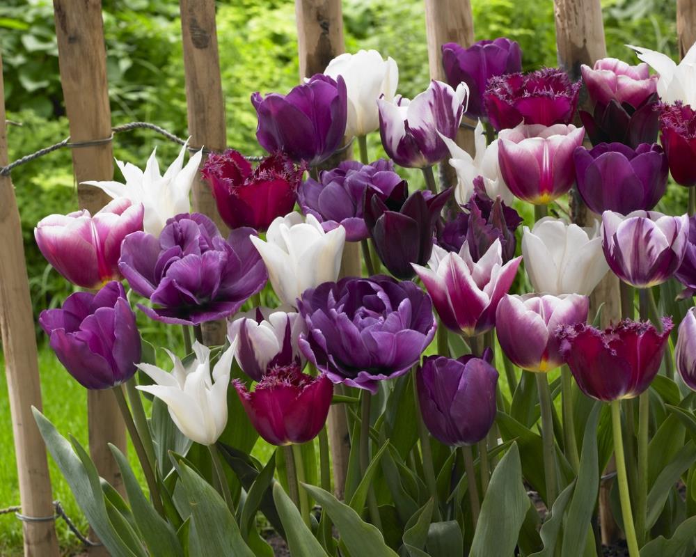 Garden State Bulb 4038630 Multicolor Endless Spring Purple Blend Tulip Bulbs 40-Pack