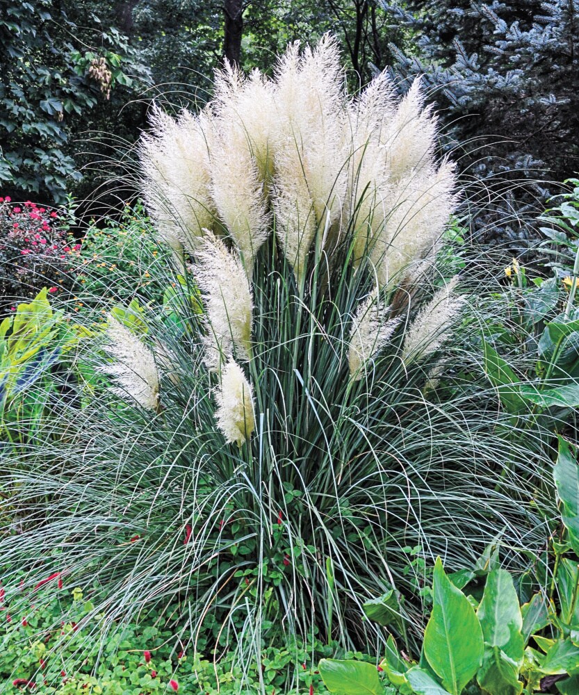 Gardens Alive! Pink Pampas Grass Live Perennial Plant - Fast Growing  Upright Ornamental Grass - Full Sun - 3-in Pot (1-Pack)