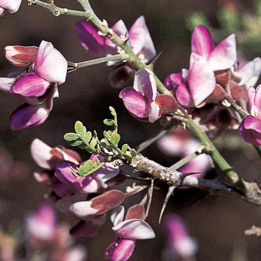  NURSERY 3.5-Gallon Purple Flowering Tree Desert Ironwood In Pot (With Soil)