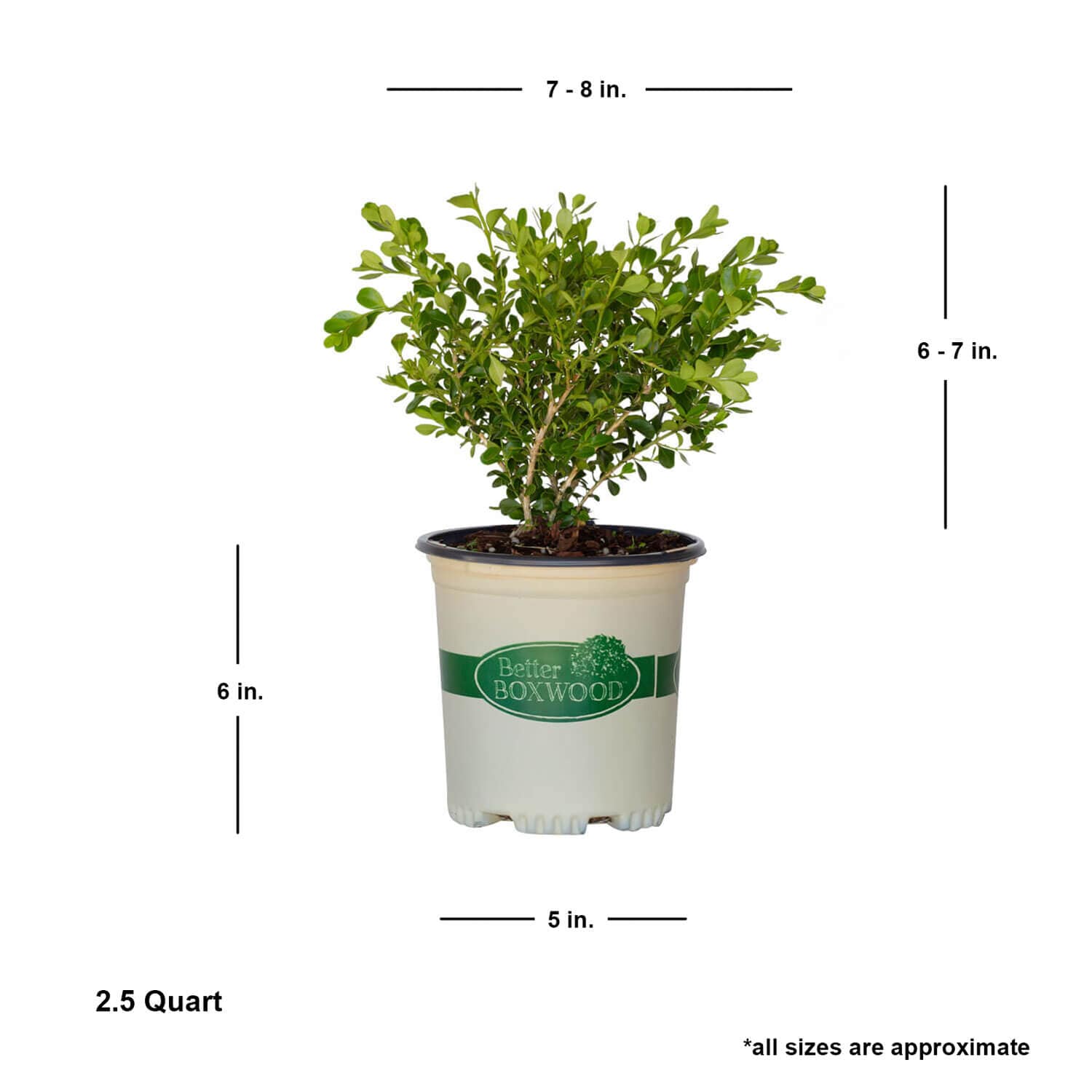 Better BOXWOOD 9067Q-1 shrubs - View #5
