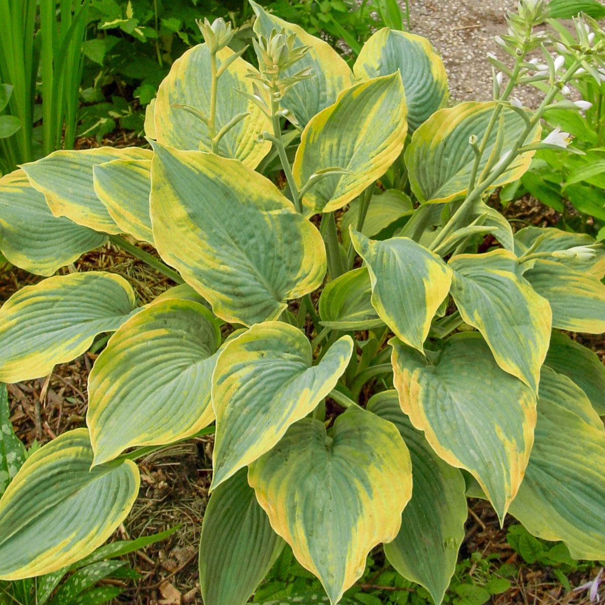 Breck's 89516 perennials - View #3