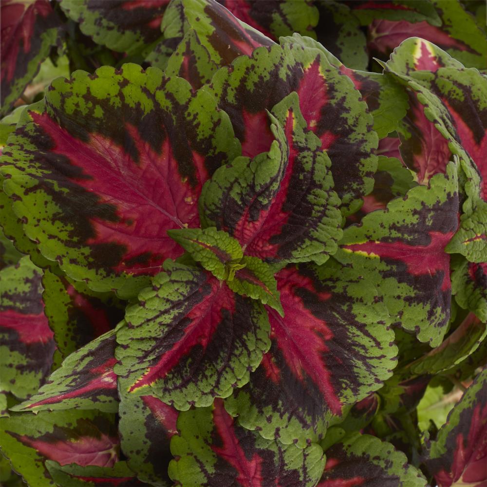 Lowe's Multicolor Coleus in 2.5-Quart Pot in the Annuals department at ...