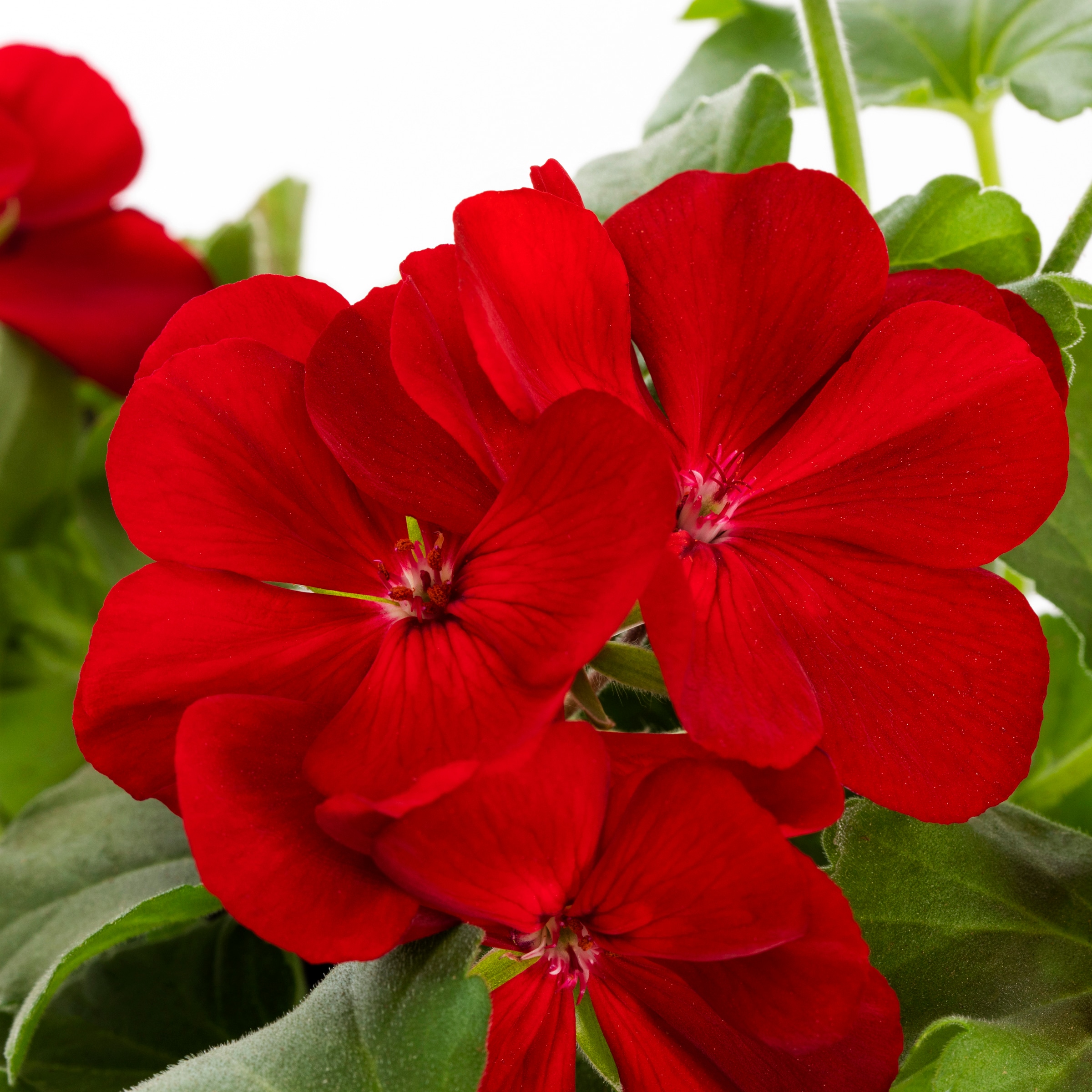 Lowe's NURSERY annuals - View #2