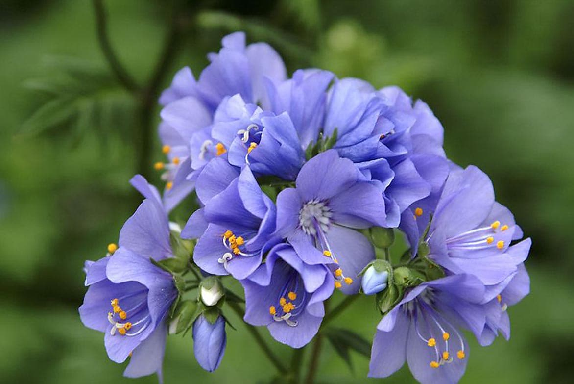 Monrovia 065361 Blue Variegated Jacob's Ladder P9781 Plant in 3 -Quart