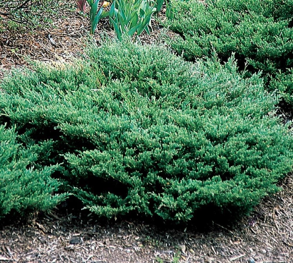 Lowe's Youngstown Juniper Accent Shrub in 3.58-Gallon (s) Pot in the ...