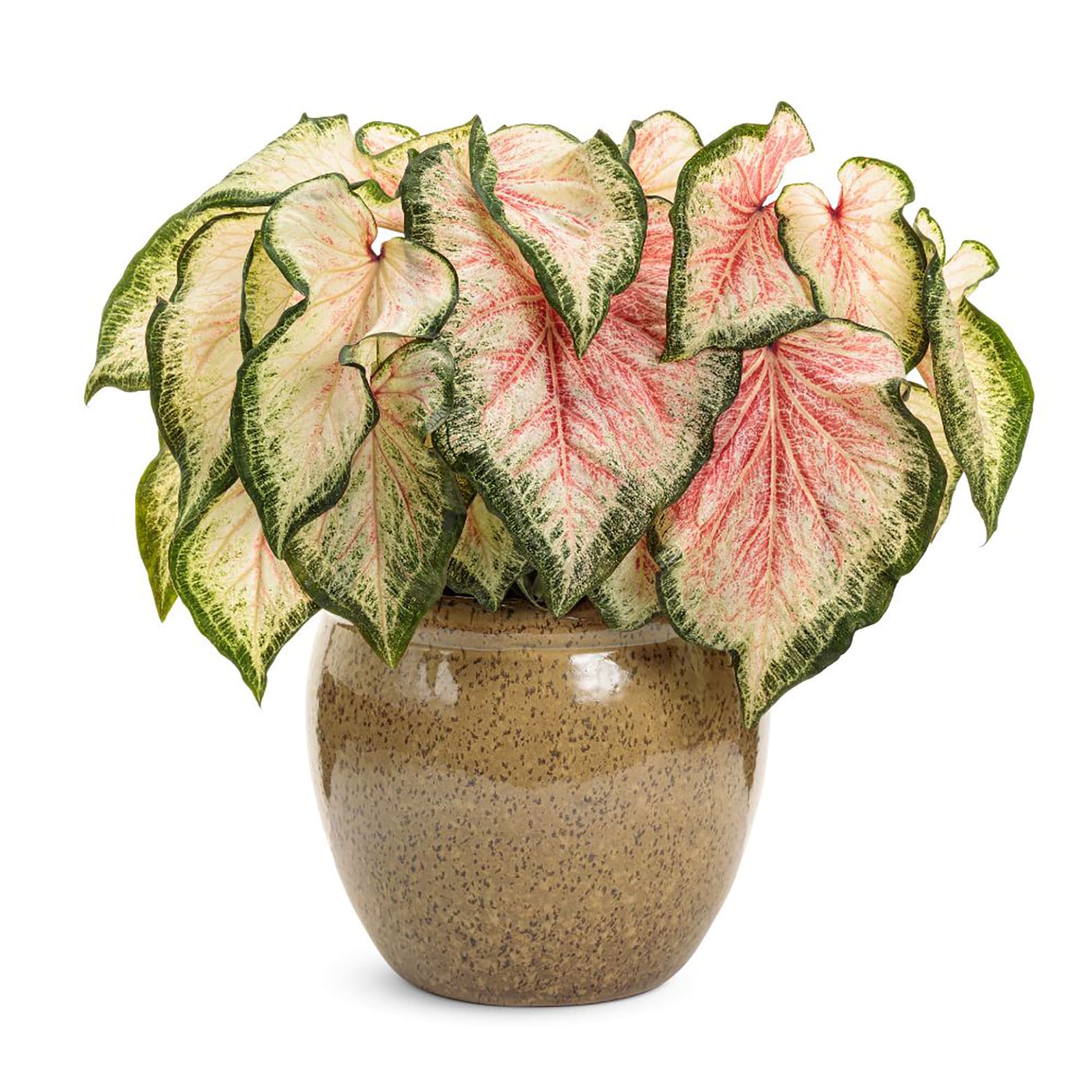 Proven Winners CLDPRW1427800 annuals - View #3
