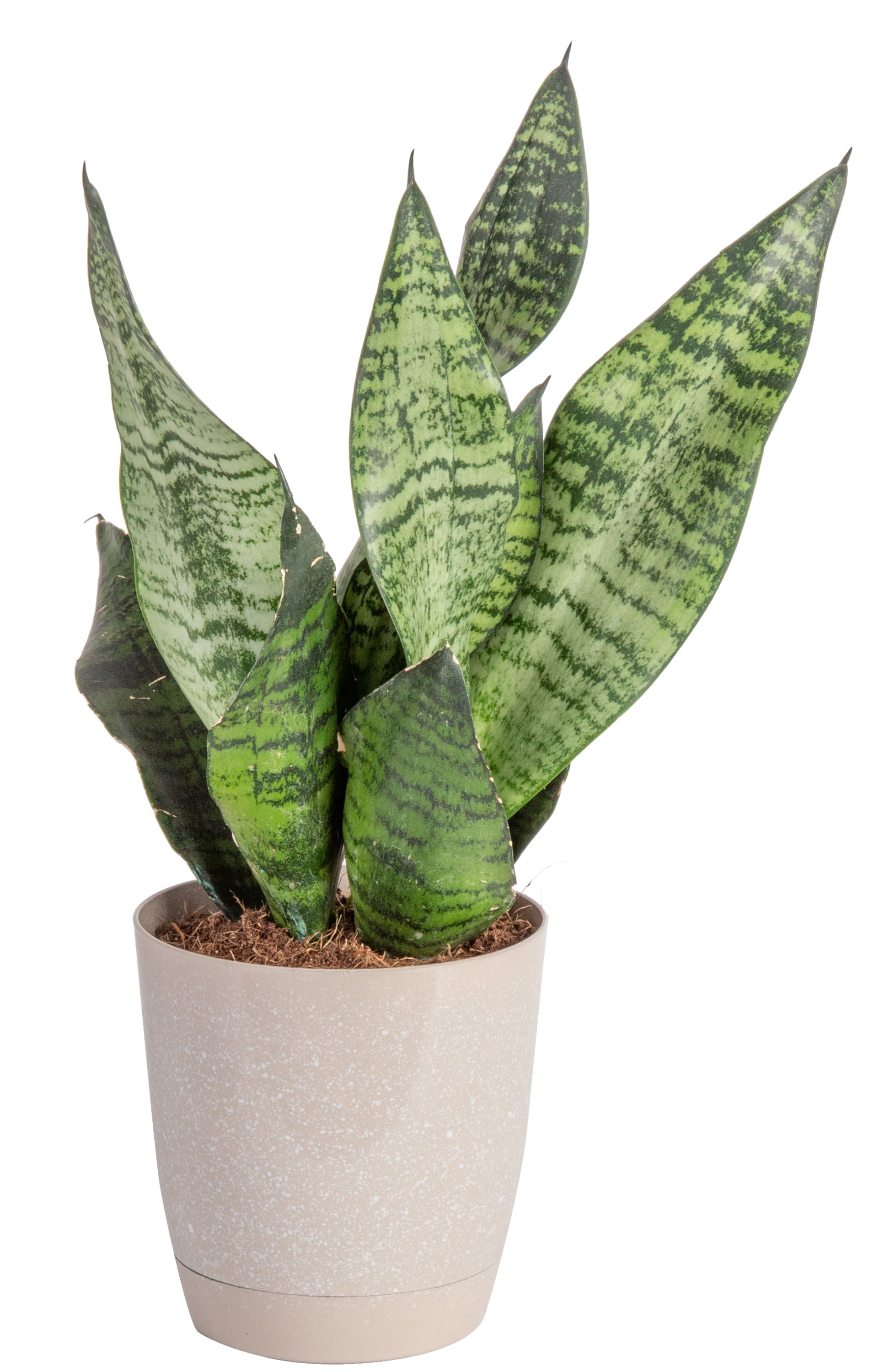 Costa Farms Snake Plant House Plant in 4-in Pot in the House Plants at Lowes.com
