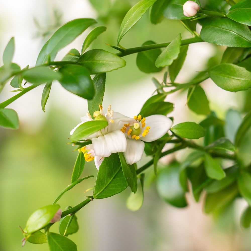 Brighter Blooms Australian Finger Lime Tree (2-3 ft.) in the Fruit ...