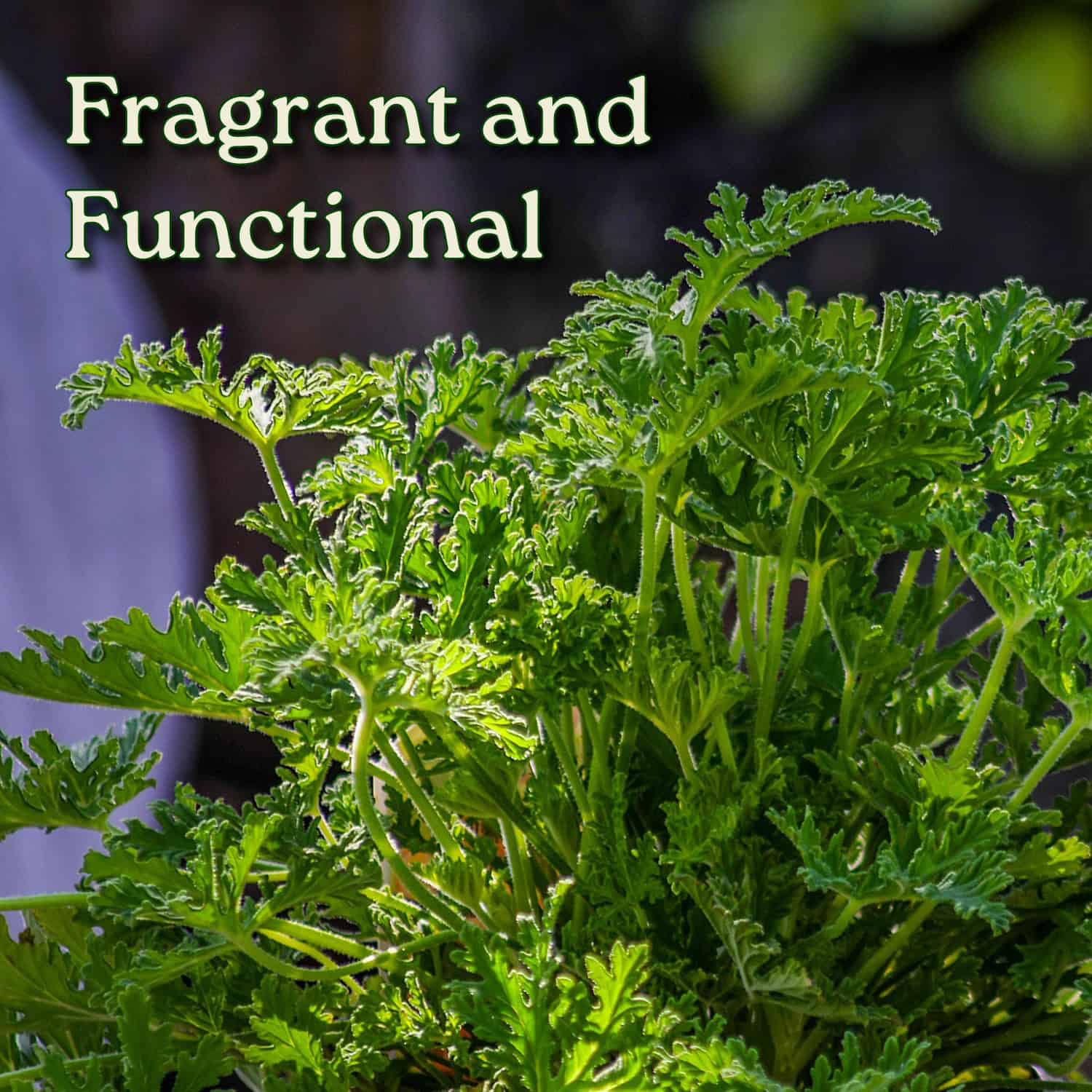 Tropical Plants of Florida Citronella Mosquito Plant in 1 Gallon Nursery  Pot 1 Pack in the Annuals department at Lowes.com