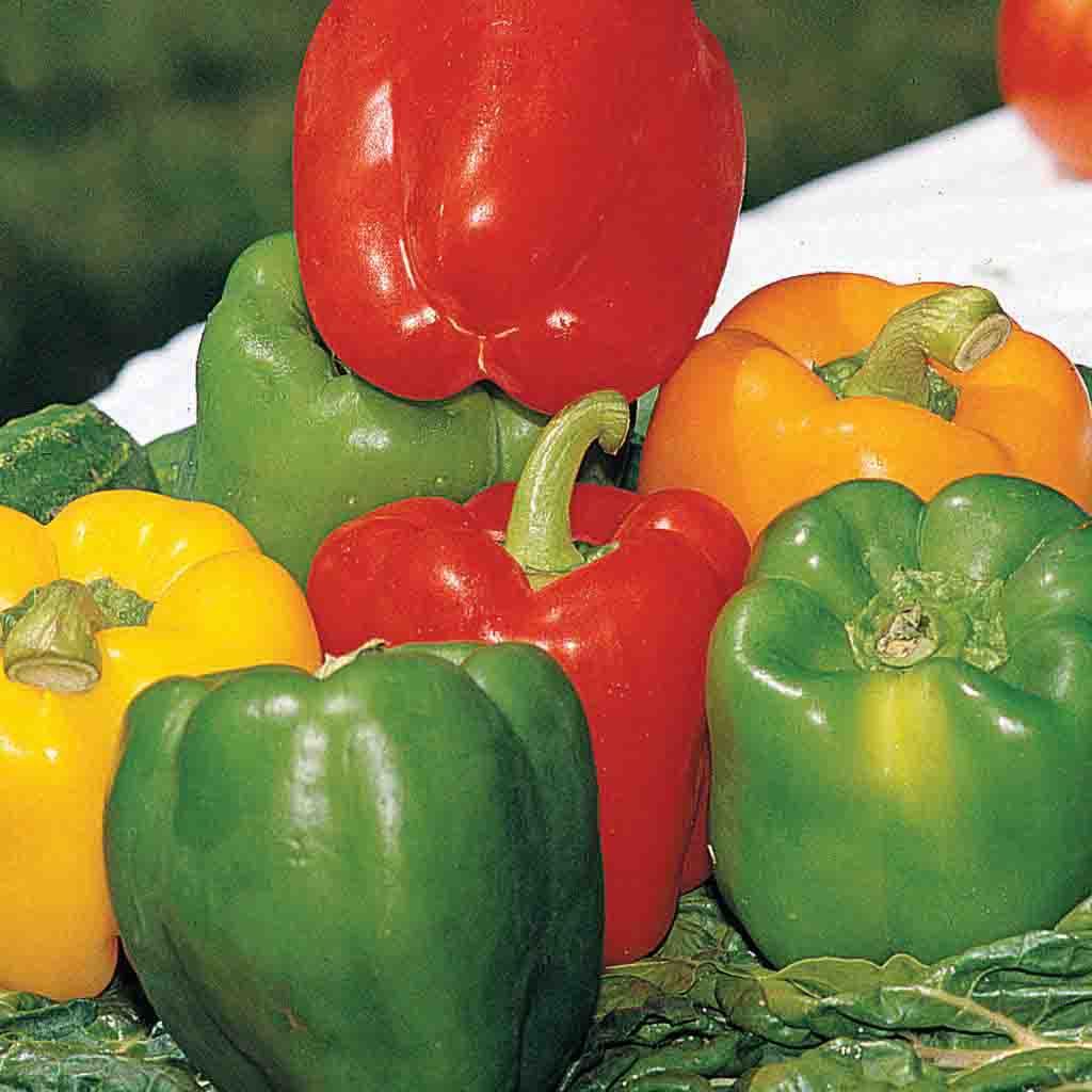 Ferry-Morse LC25.7559 Vegetable-Herb-Seeds - View #3