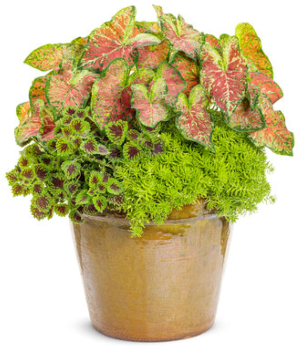 Proven Winner NURSERY Multicolor Mixed Annuals in 5 Gallon(s) Planter 6 -Pack