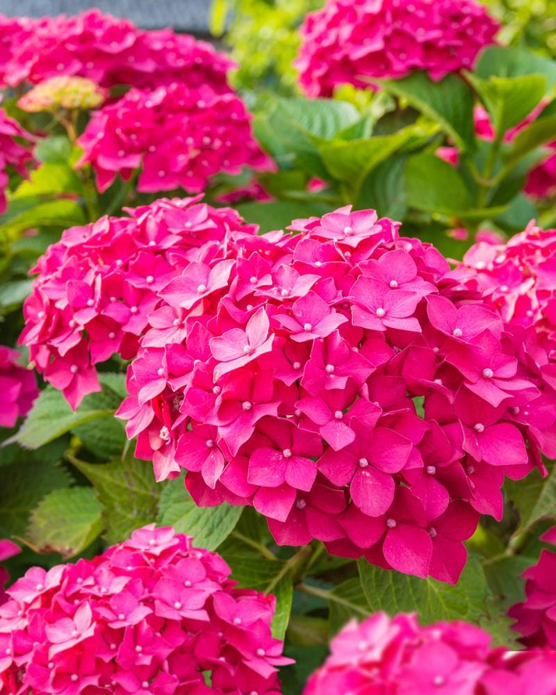 Hydrangea Princess Beatrix Plant Bulbs at Lowes.com