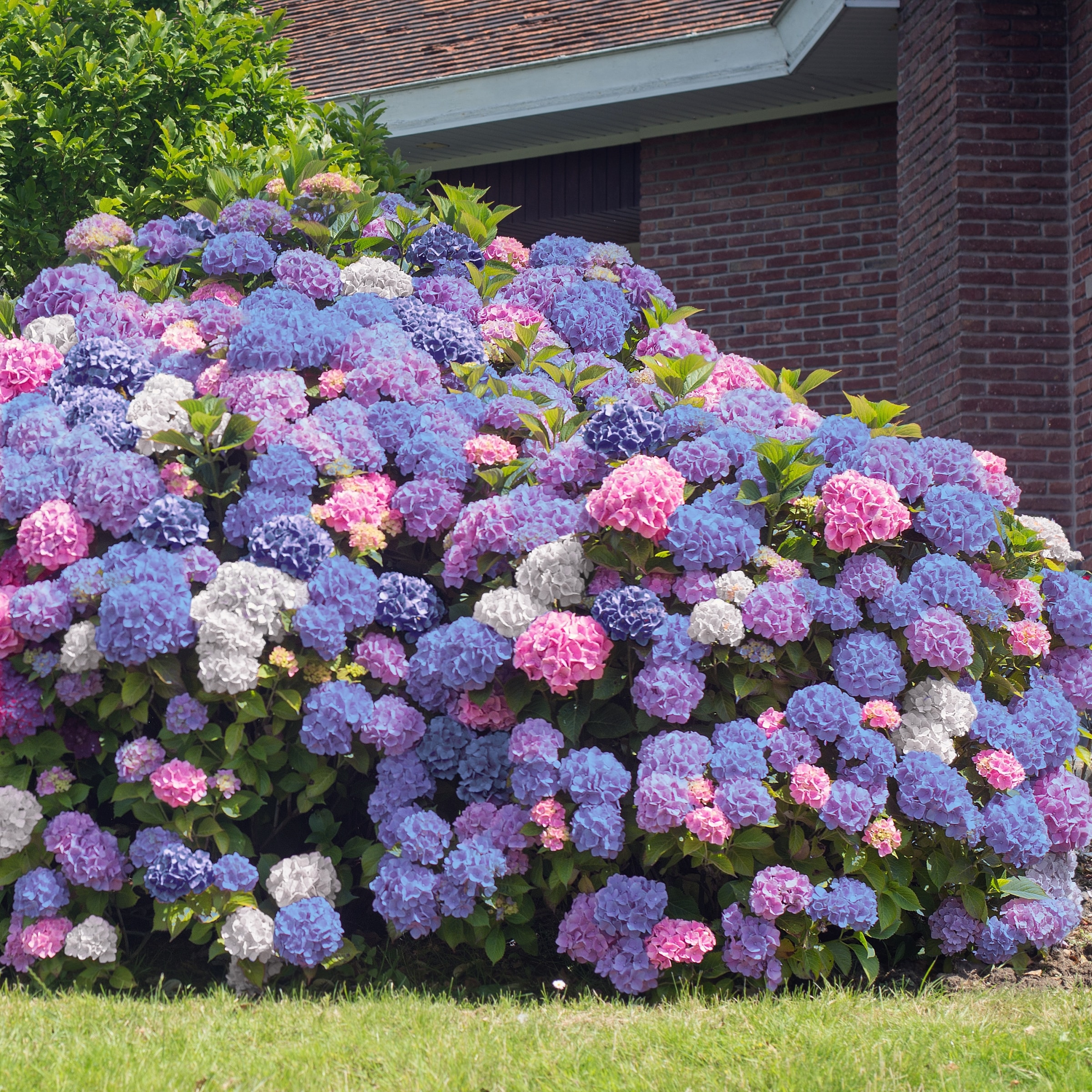 Image of Large hydrangea bush with multicolor blooms