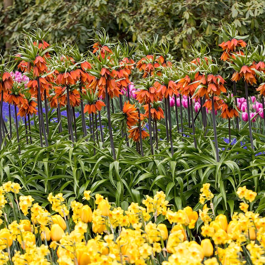 3-Count Fritillaria Rubra Bulbs in the Plant Bulbs department at Lowes.com