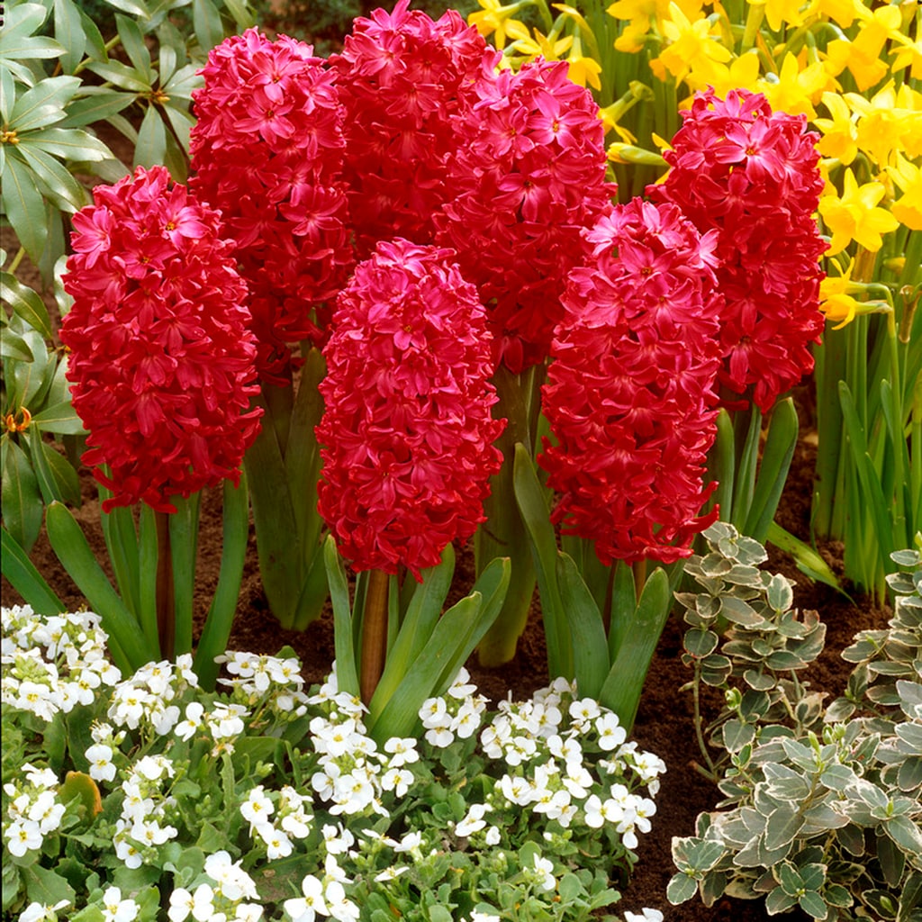 Van Zyverden 87065 Red Hyacinth Bulbs 3 Count
