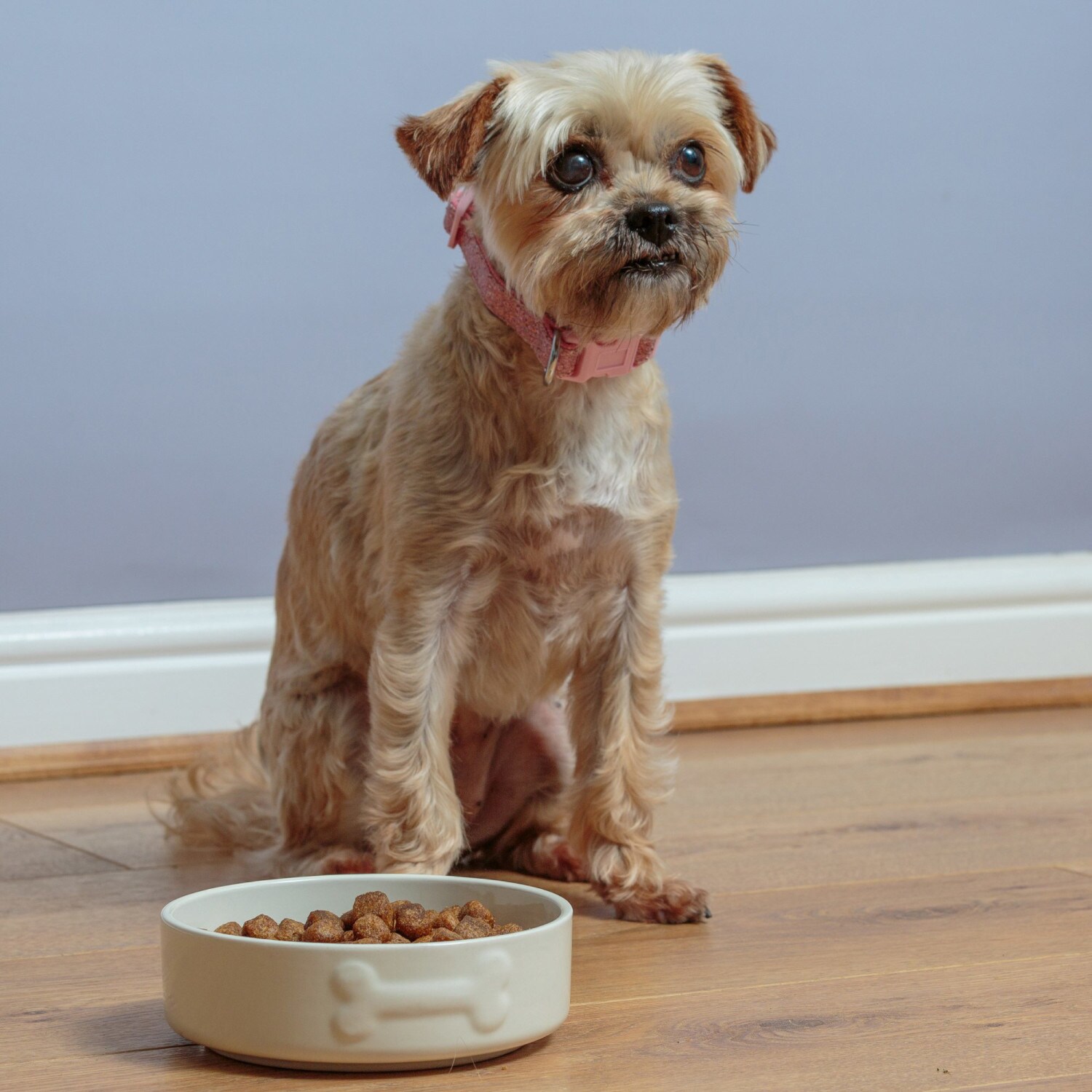 Mason Cash G5010853291840 Pet-Bowls - View #7