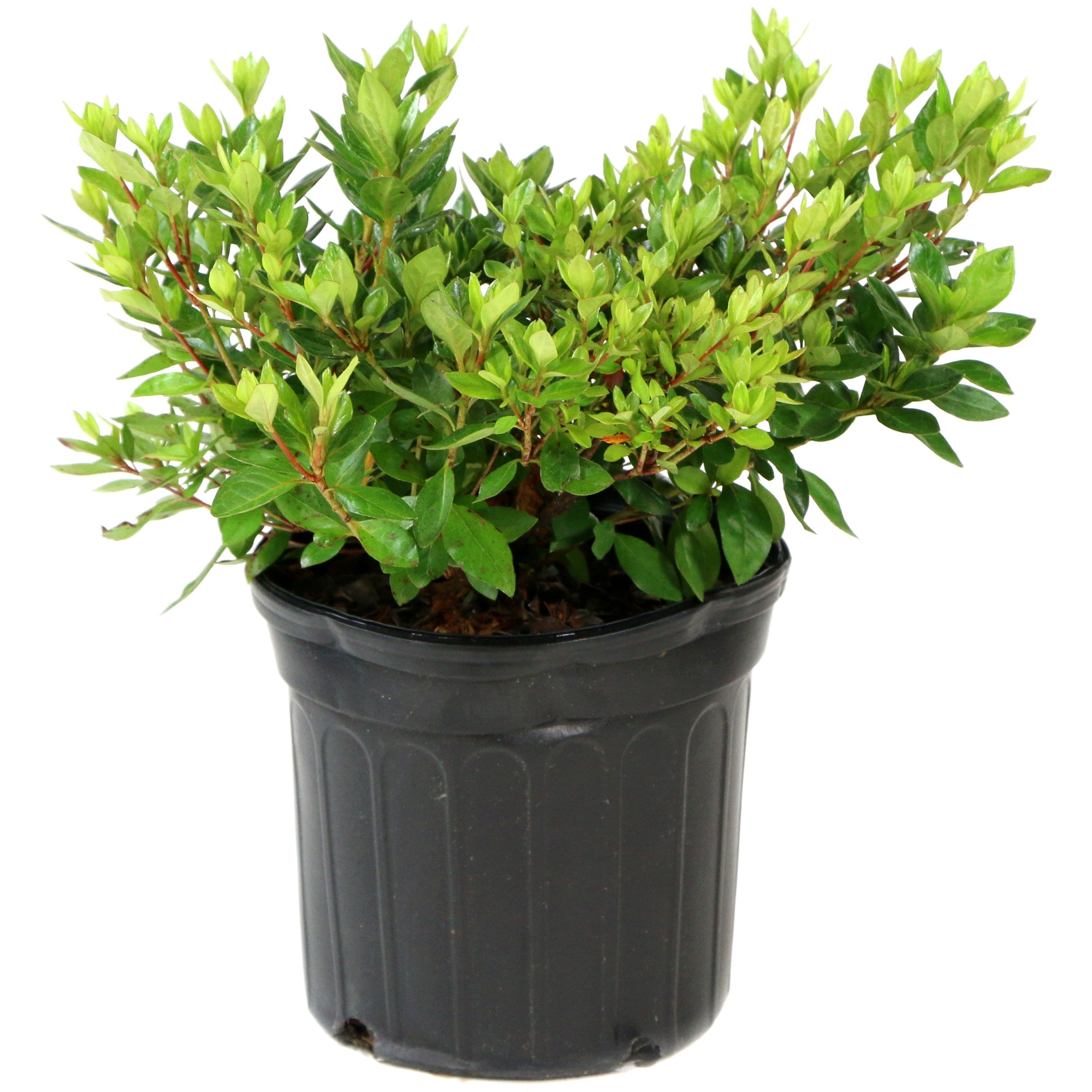 National Plant Network LW7022 Azalea Poukhanese Compacta Flowering Shrub in 2.5 -Quart Pot with Purple Blooms