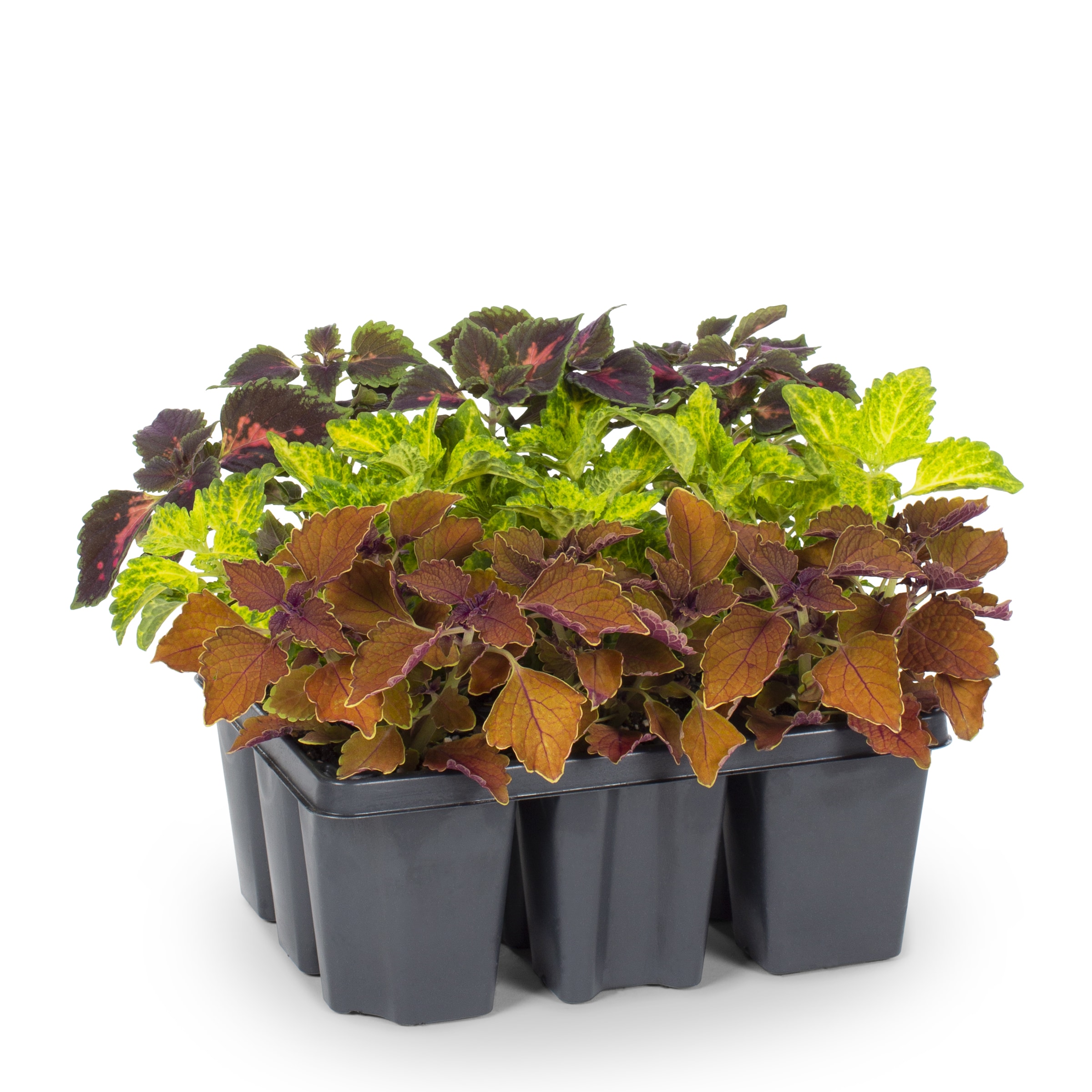 Lowe's NURSERY annuals - View #3