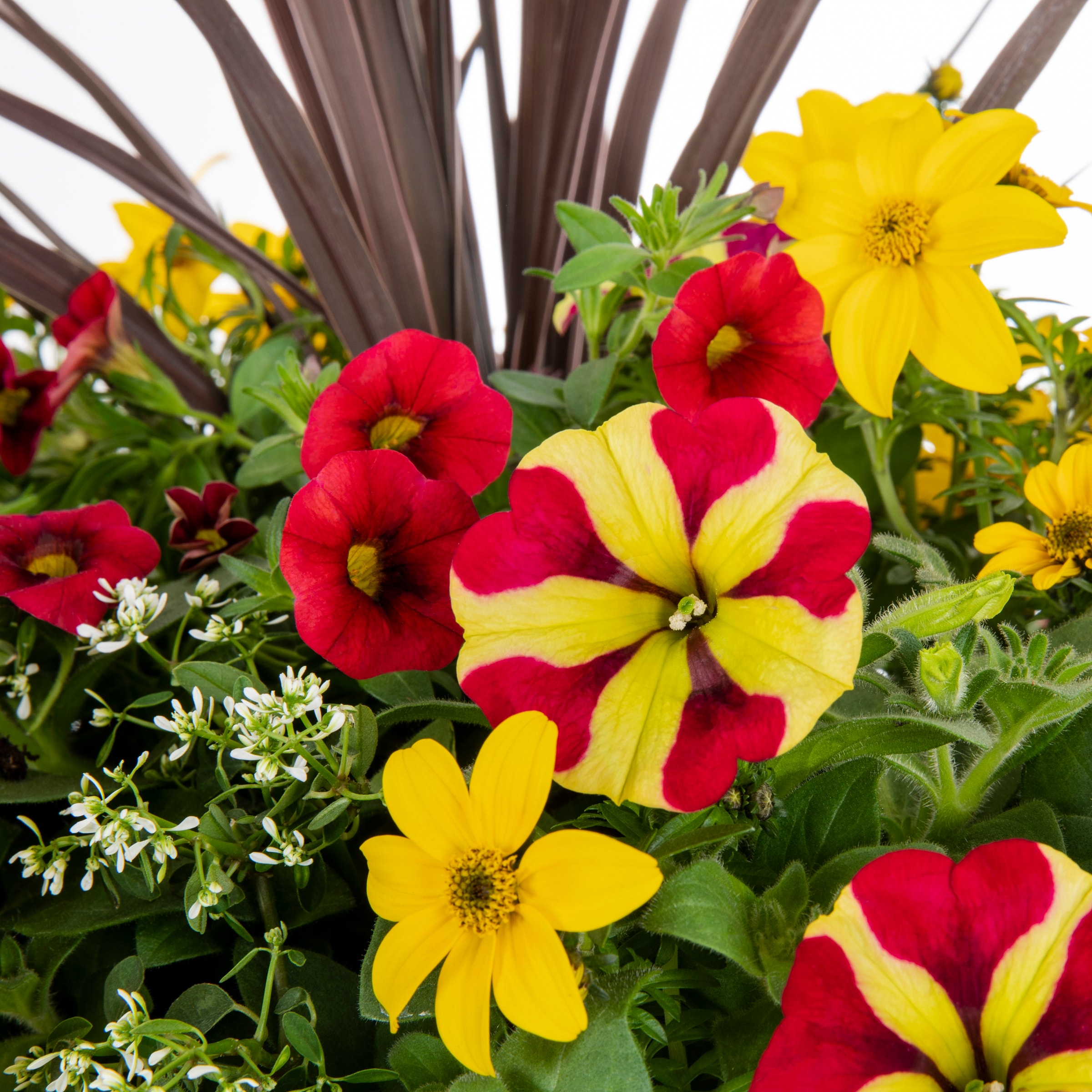 Ready Refill 3159429 annuals - View #2