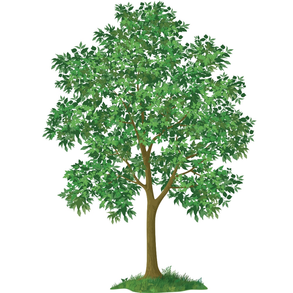 Lowe's 429737 1 -Gallon Fruit Lemon Plant In pot (with soil)