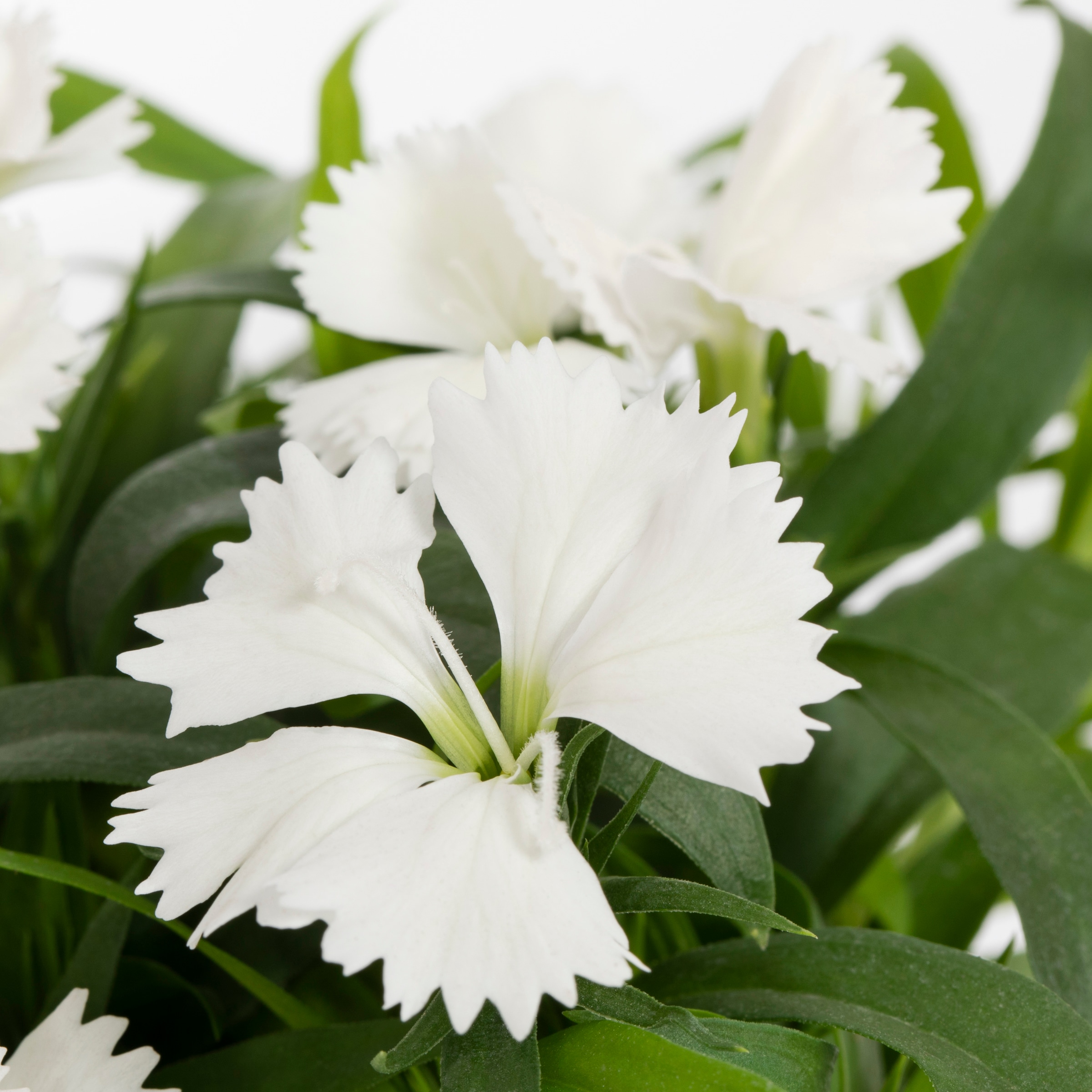 Lowe's Multicolor Dianthus in 1-Pint Pot in the Annuals department at ...