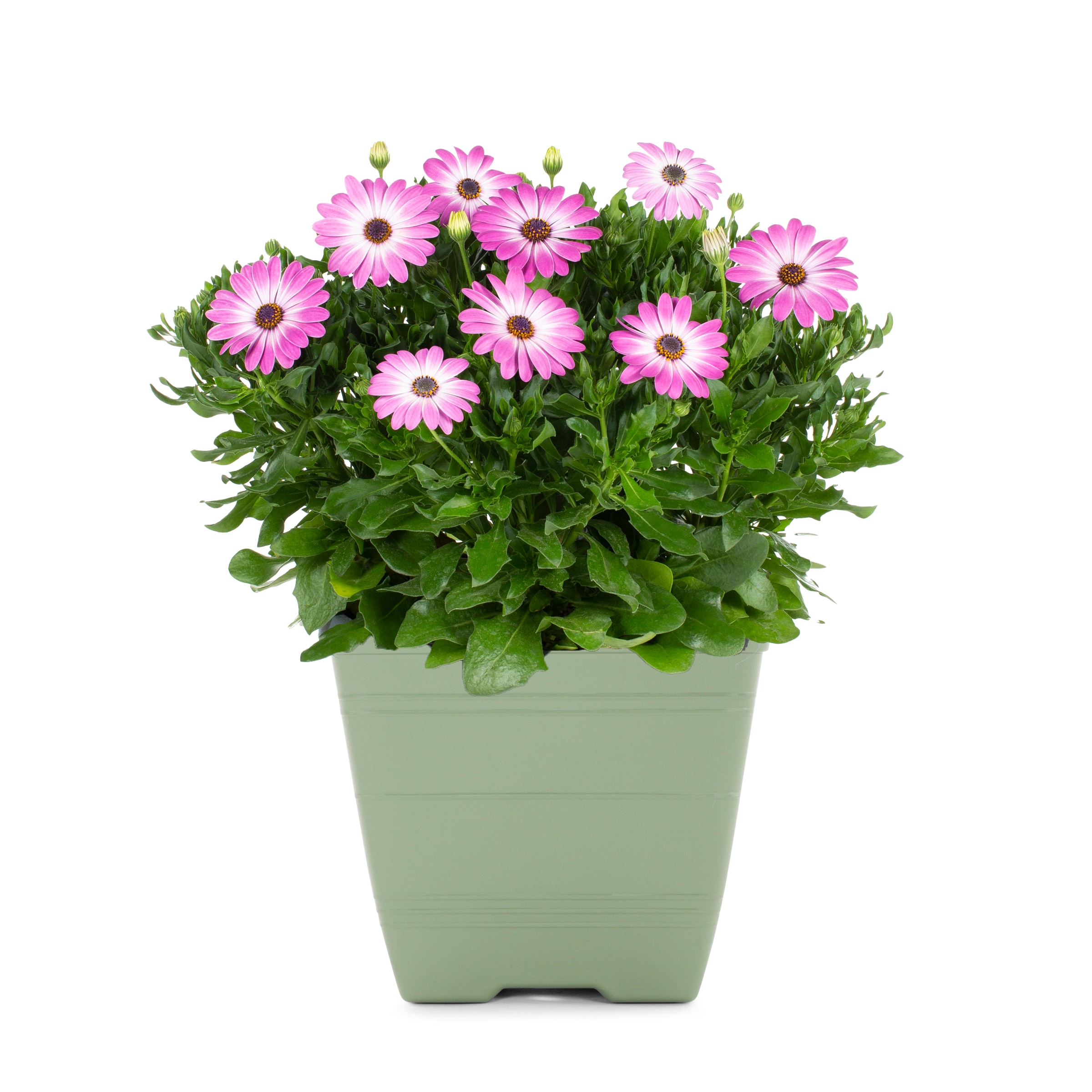 Lowe's 571687 Multicolor African Daisy in 1.0 Gallon(s) Planter 1 -Pack