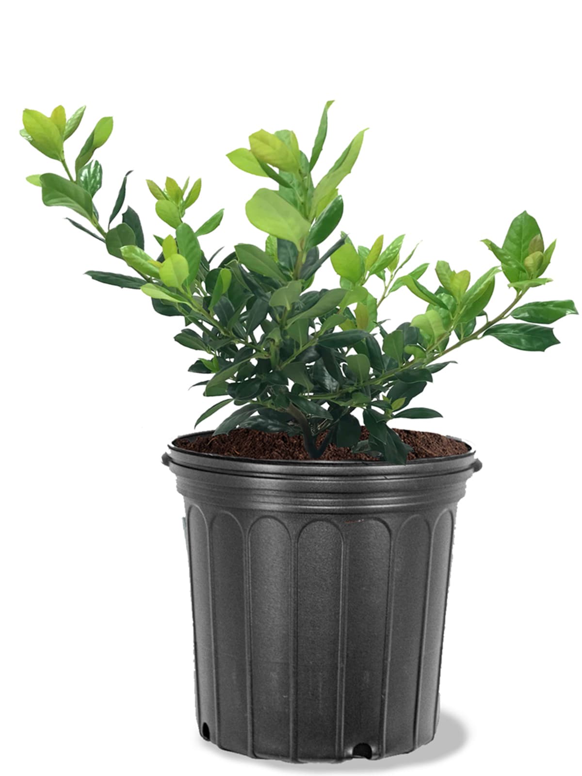 Southern Planters HOLNEL03G 3 -Gallon Green Screening Nellie R. Stevens Holly In pot (with soil)