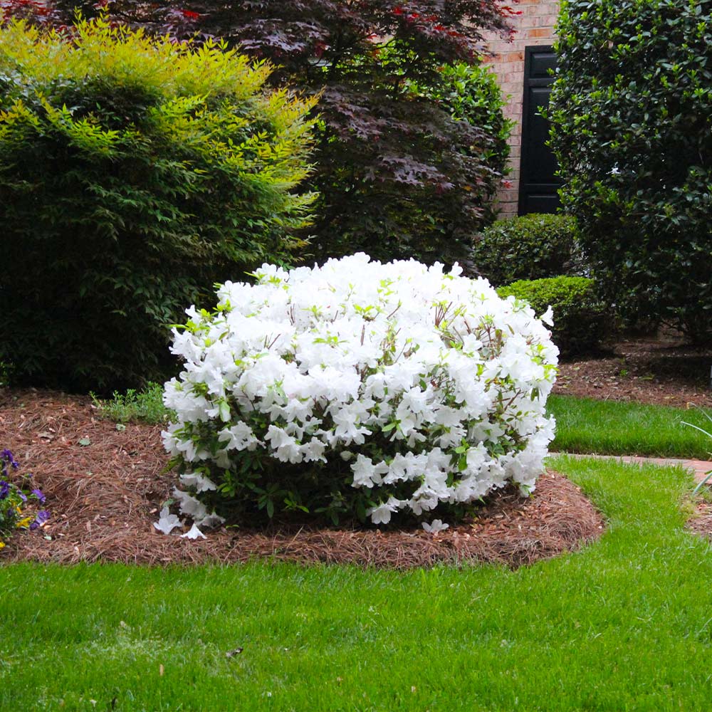 Brighter Blooms 16820 shrubs - View #3