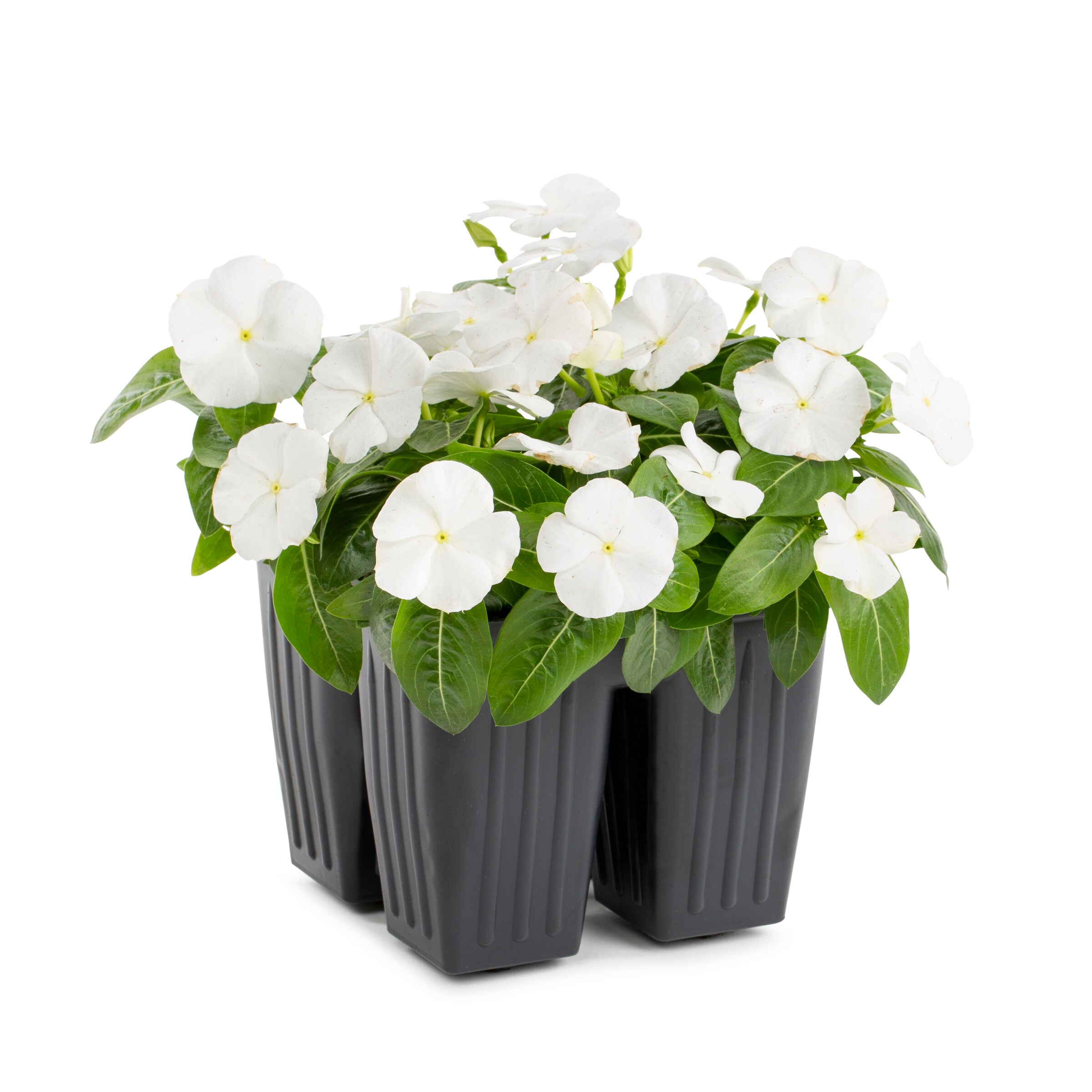 Lowe's 658920 annuals - View #3