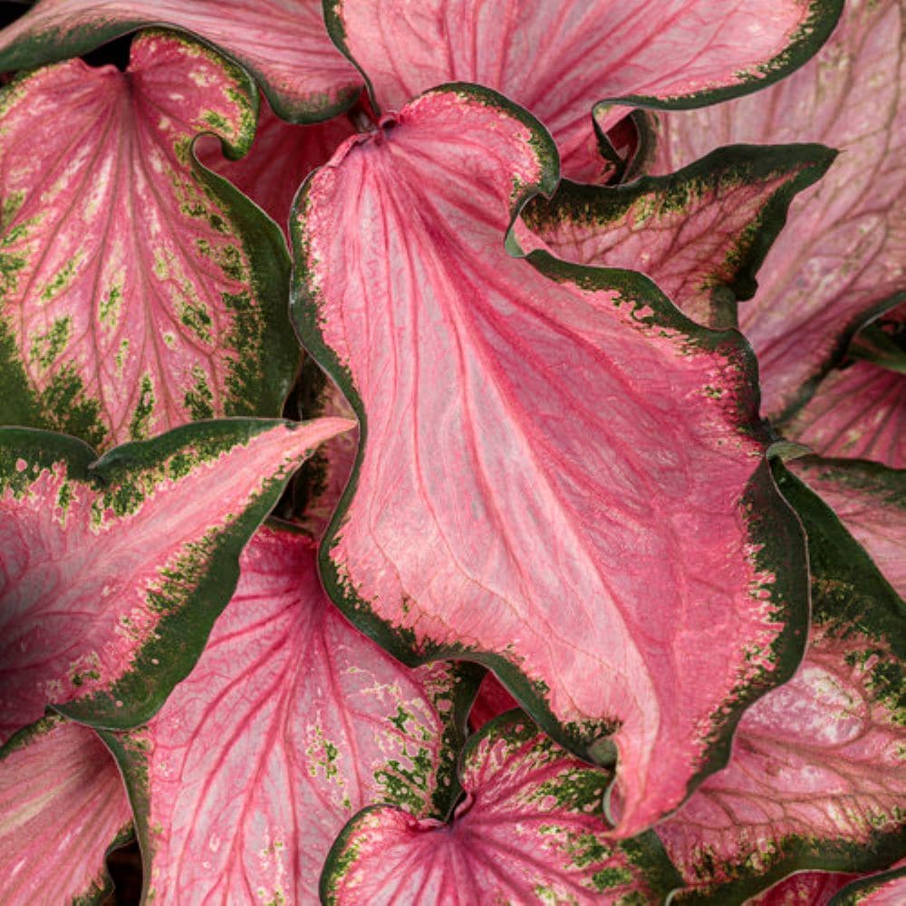 Lowe's NURSERY Caladium in 1 Quart(s) Pot