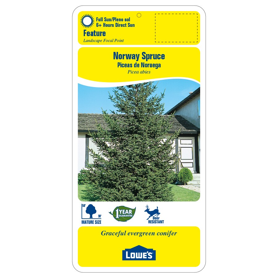 Lowe's SPRNSP56 trees - View #2